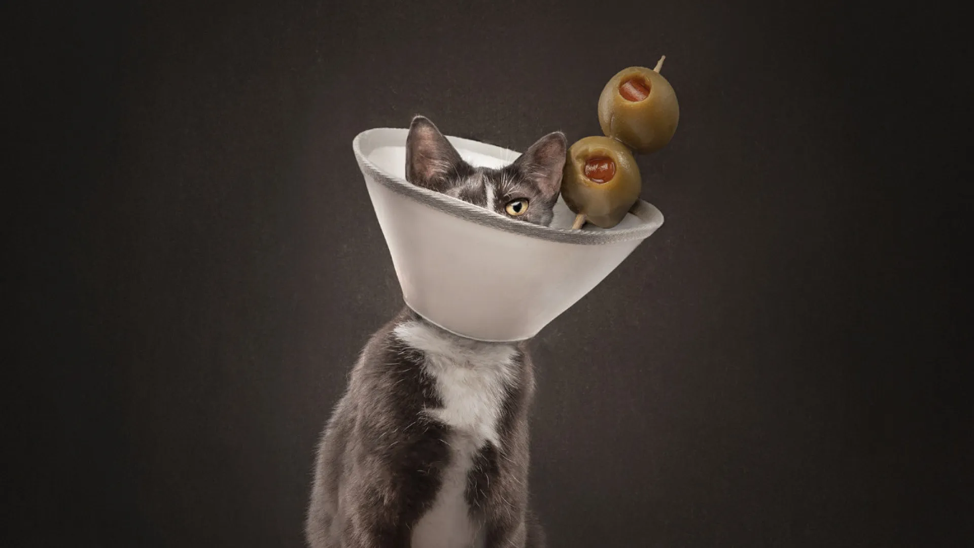 
                    Cães dominam melhores fotografias de animais de estimação (mas há mais)
                