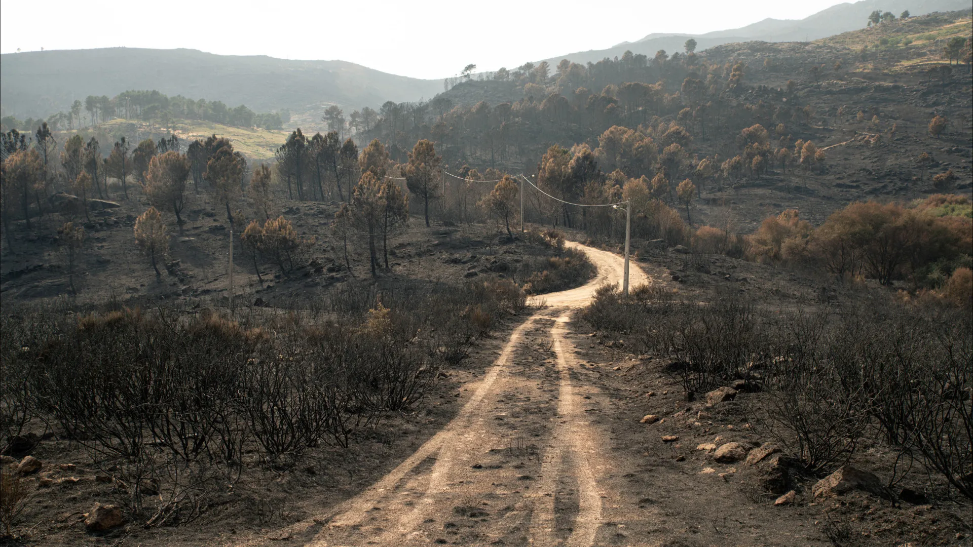 
                    MP acusa homem por atear fogos florestais em Monchique e Lagos
                