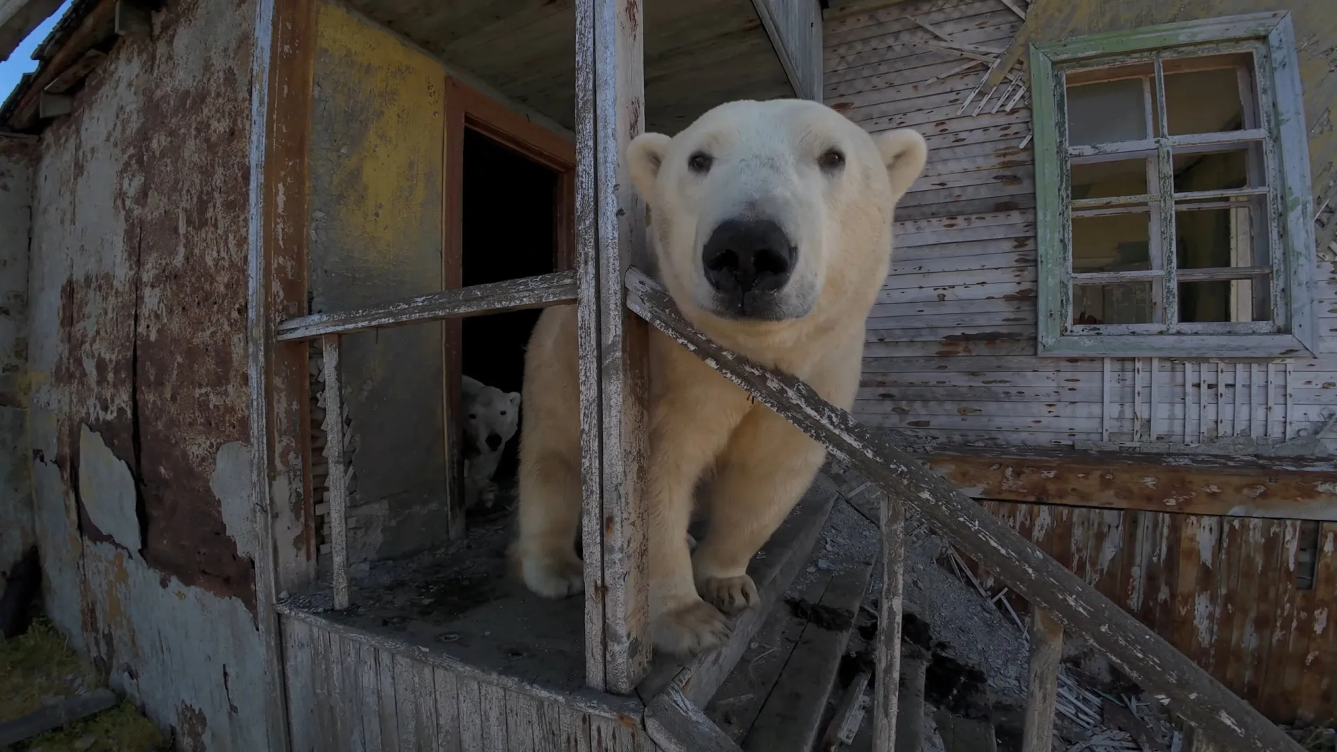 "Habitantes peludos"? Ursos polares ocupam estação soviética abandonada