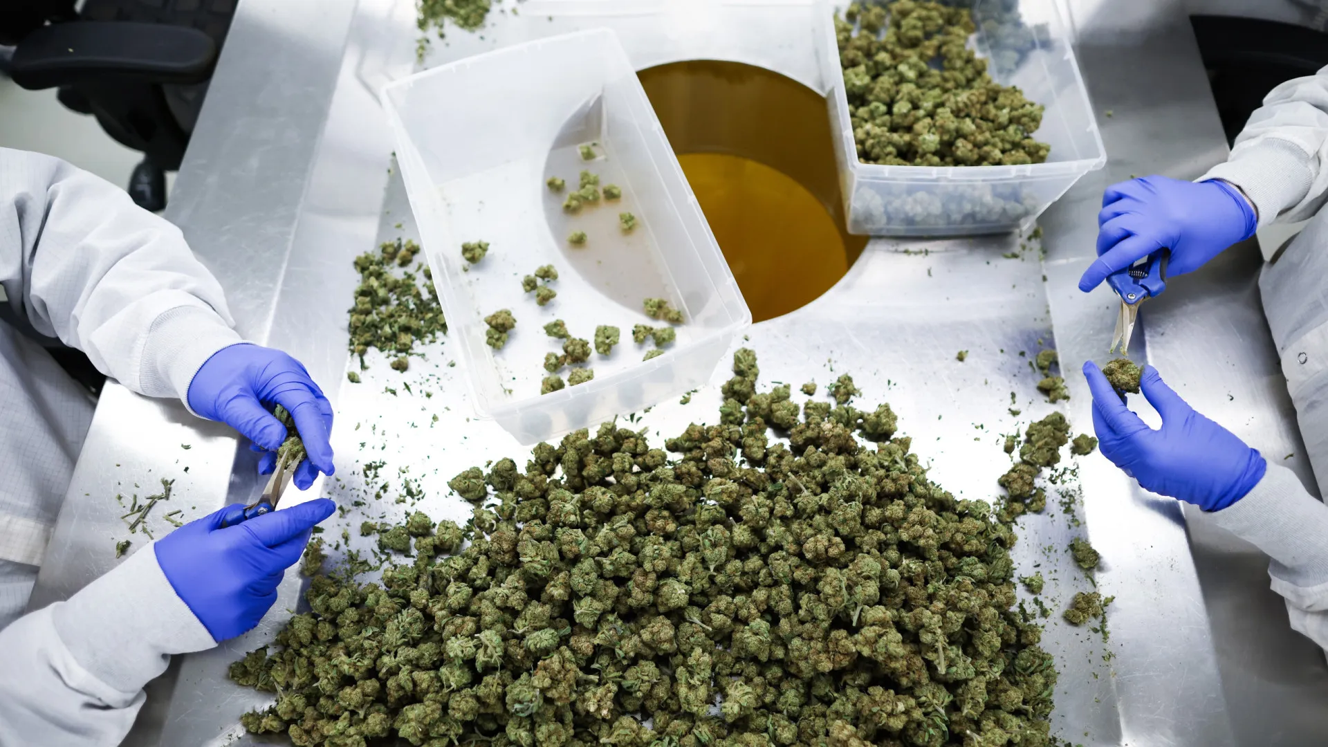 Por dentro de uma das maiores empresas de canábis medicinal do mundo