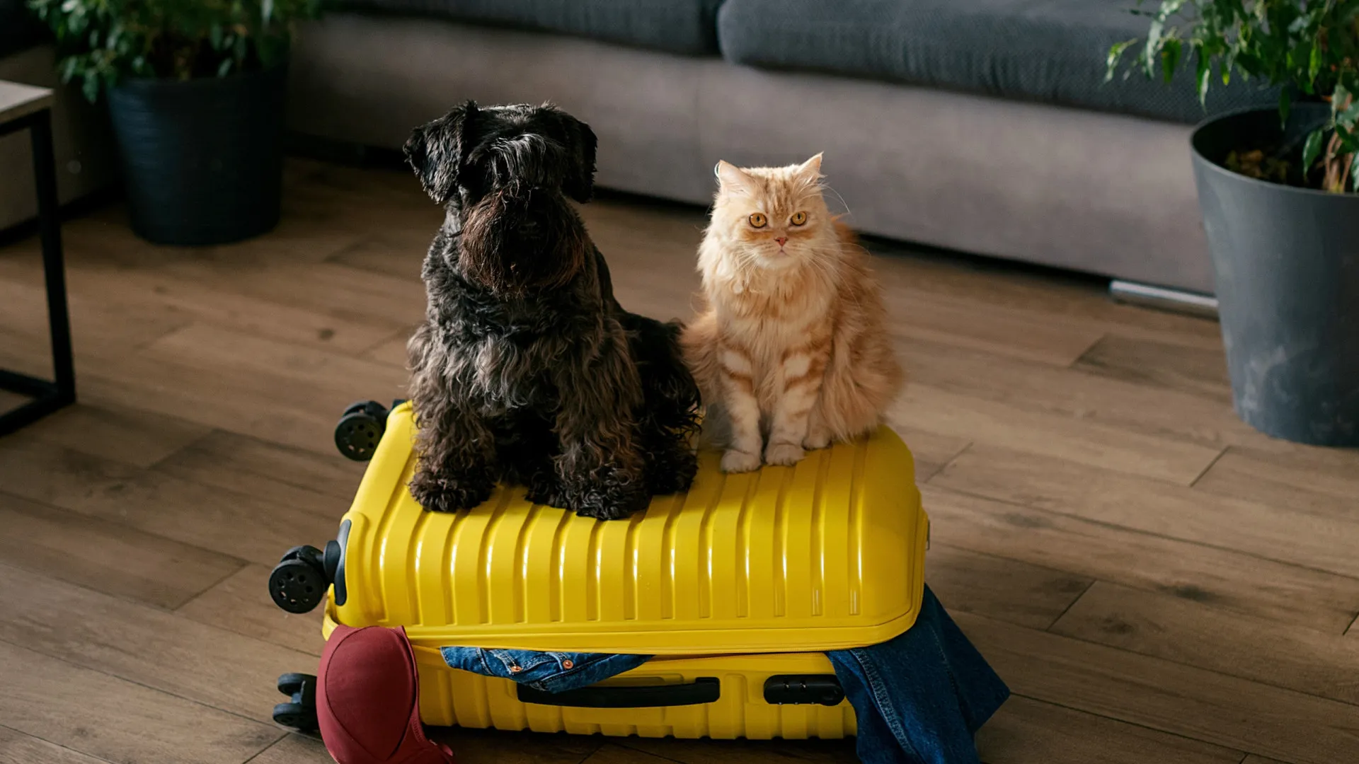 Saiba como incluir o seu animal de estimação nas próximas férias