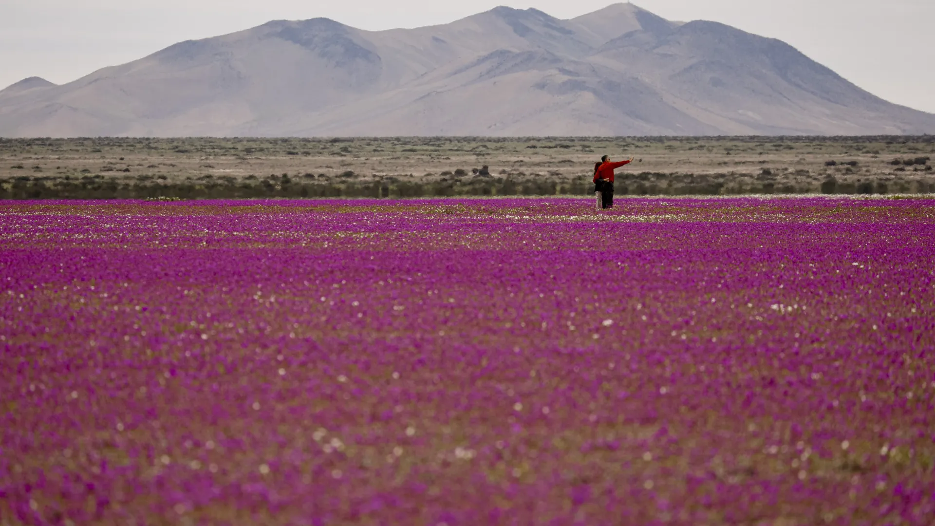 Flores desabrocham no Deserto do Atacama, dos lugares mais secos do mundo