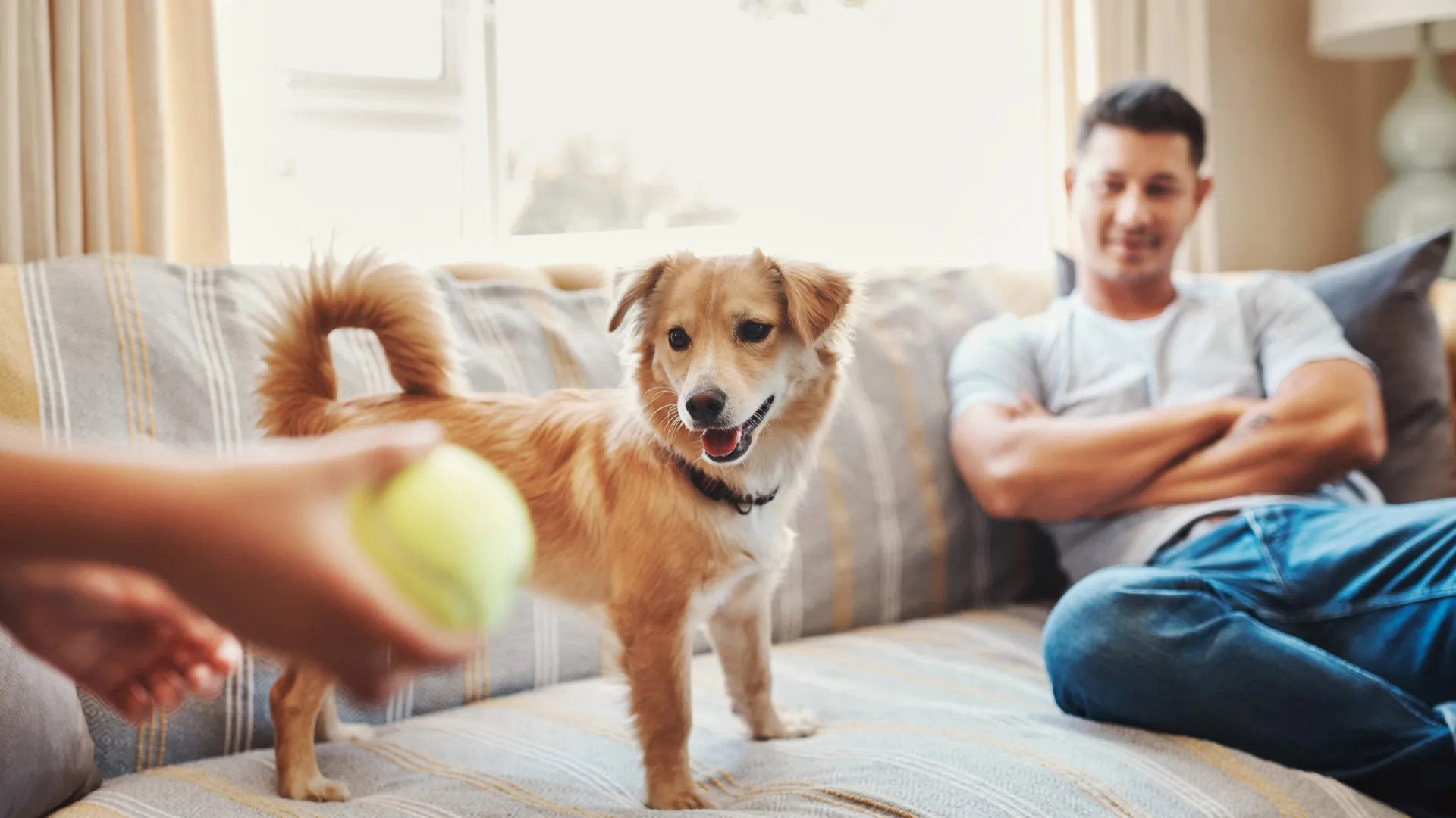 
                    Alguns cães aprendem vocabulário ao ouvir conversas dos donos
                