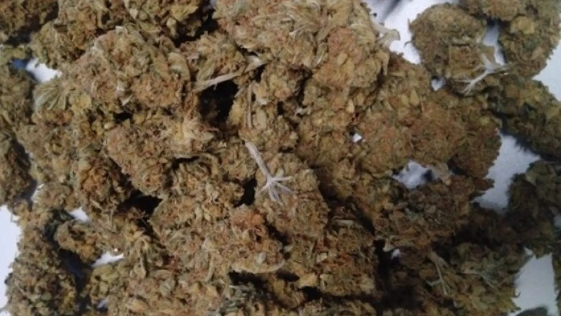 
                    Um em cada 10 utilizadores de canábis entre 13 e 18 anos consome diariamente
                