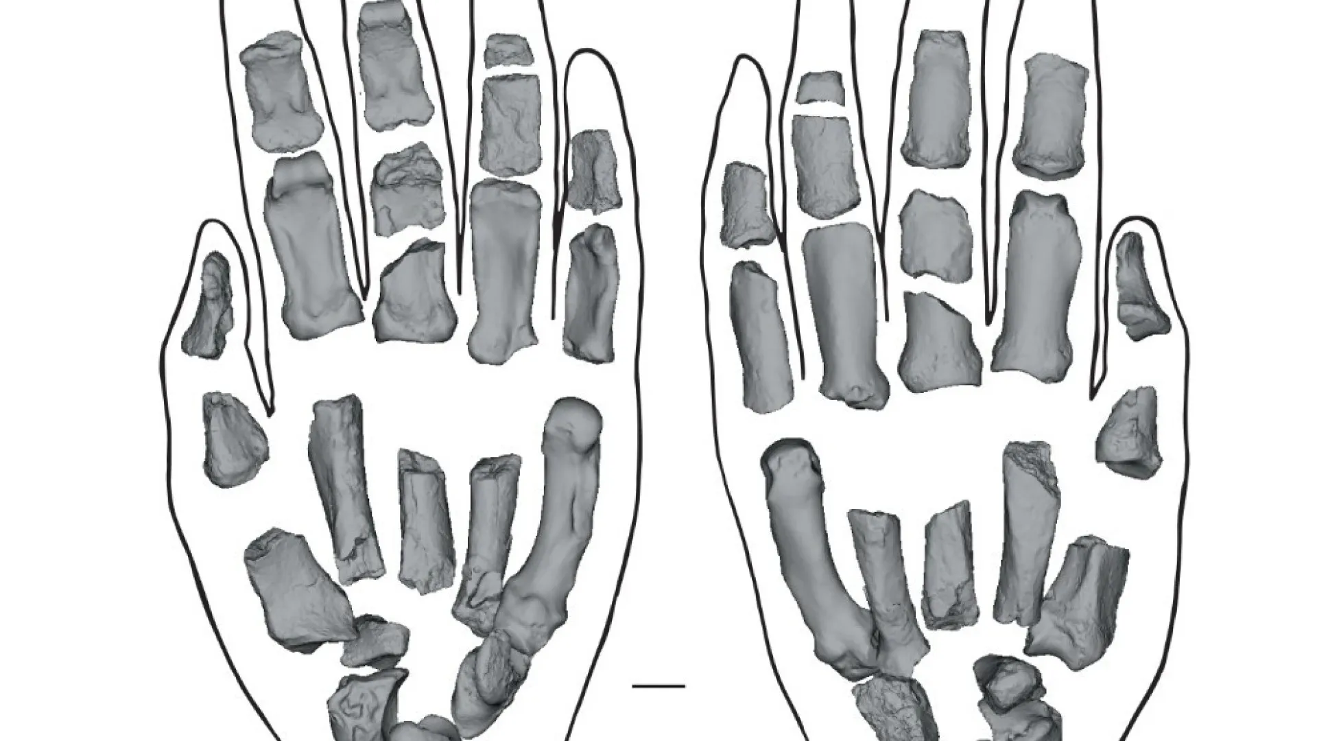 
                    Novos fósseis revelam mãos e capacidades dos primeiros hominídeos
                
