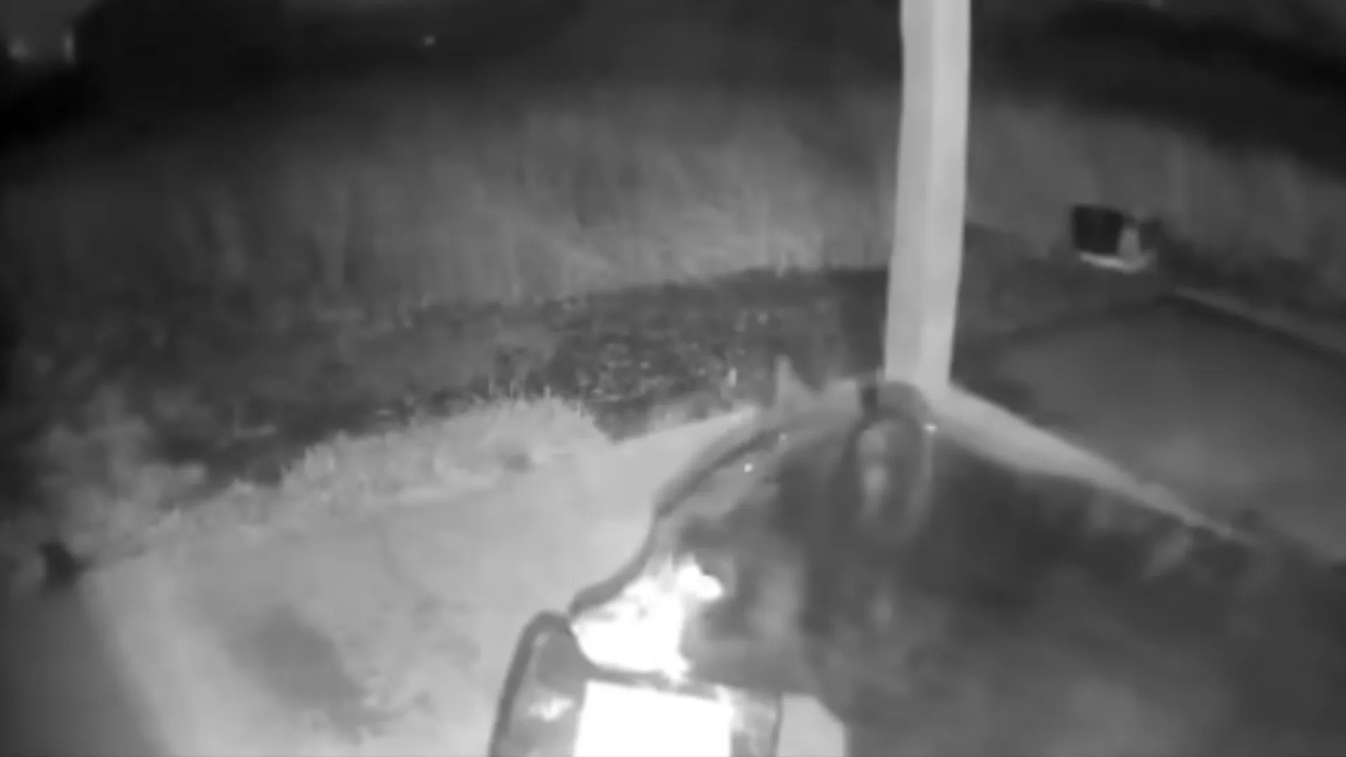 Urso rouba camisola de alpendre: “Os ladrões vêm em todas as formas”