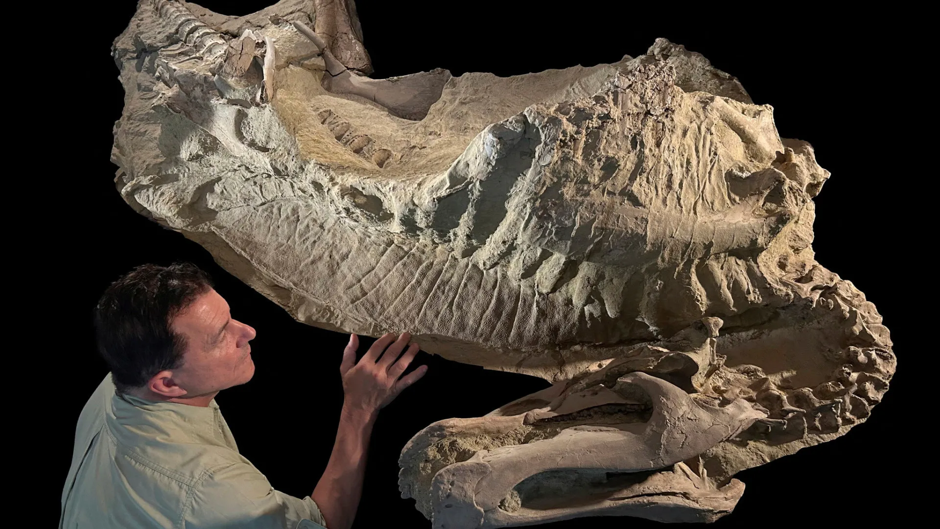 
                    Inédito. 'Múmias' de dinossauros revelam característica 