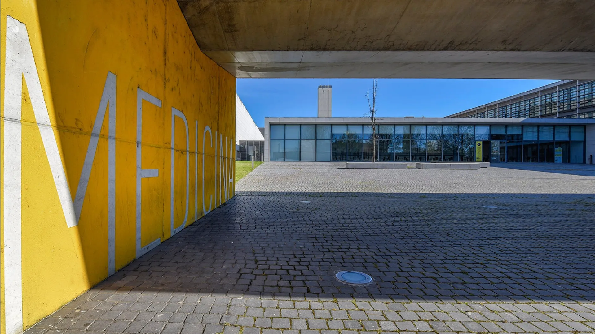 
                    FMUP esclarece INSA: Primeiros casos endémicos de C. auris são de 2023
                