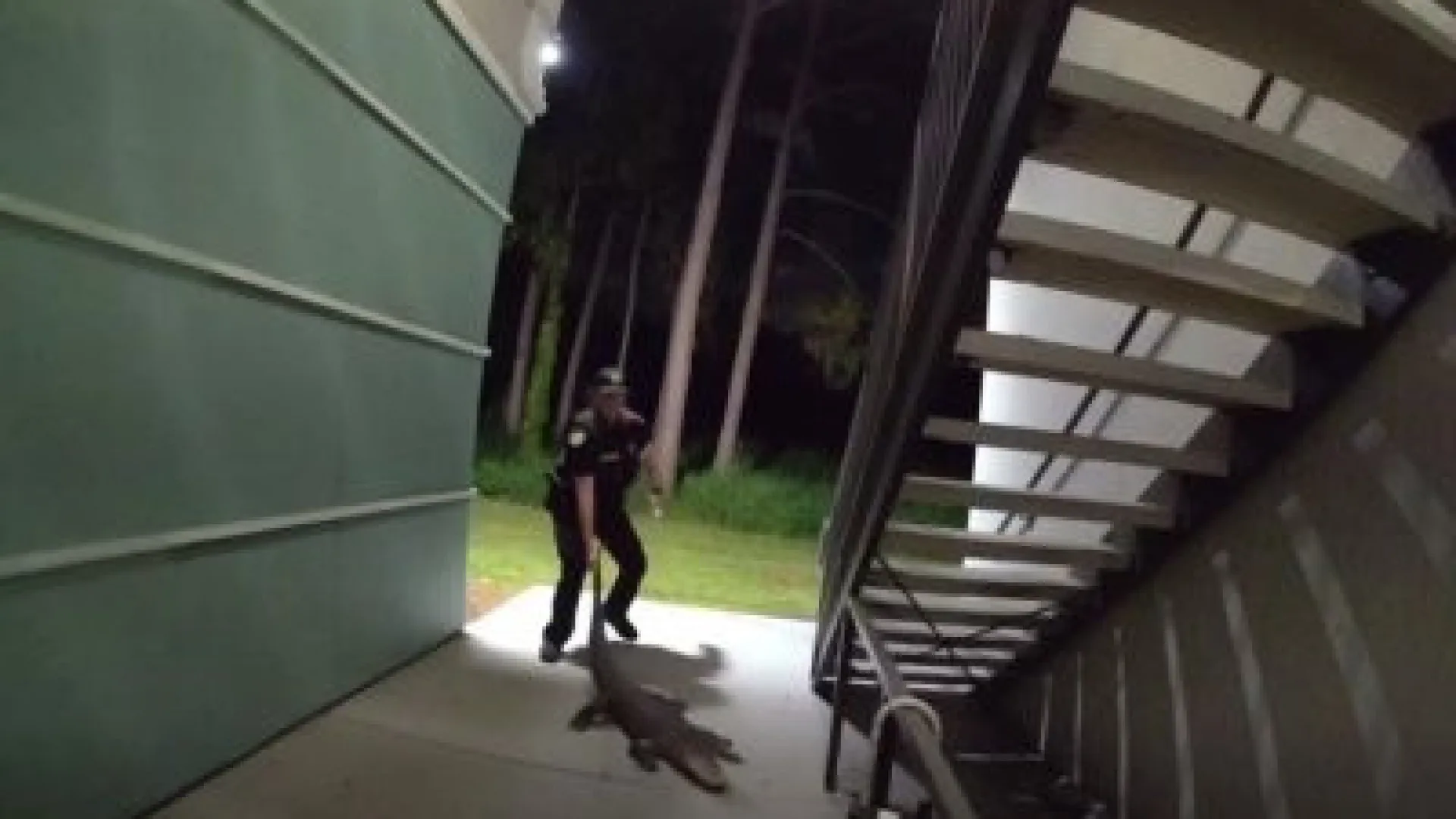 
                    Polícia 'despeja' jacaré de complexo de apartamentos na Florida
                