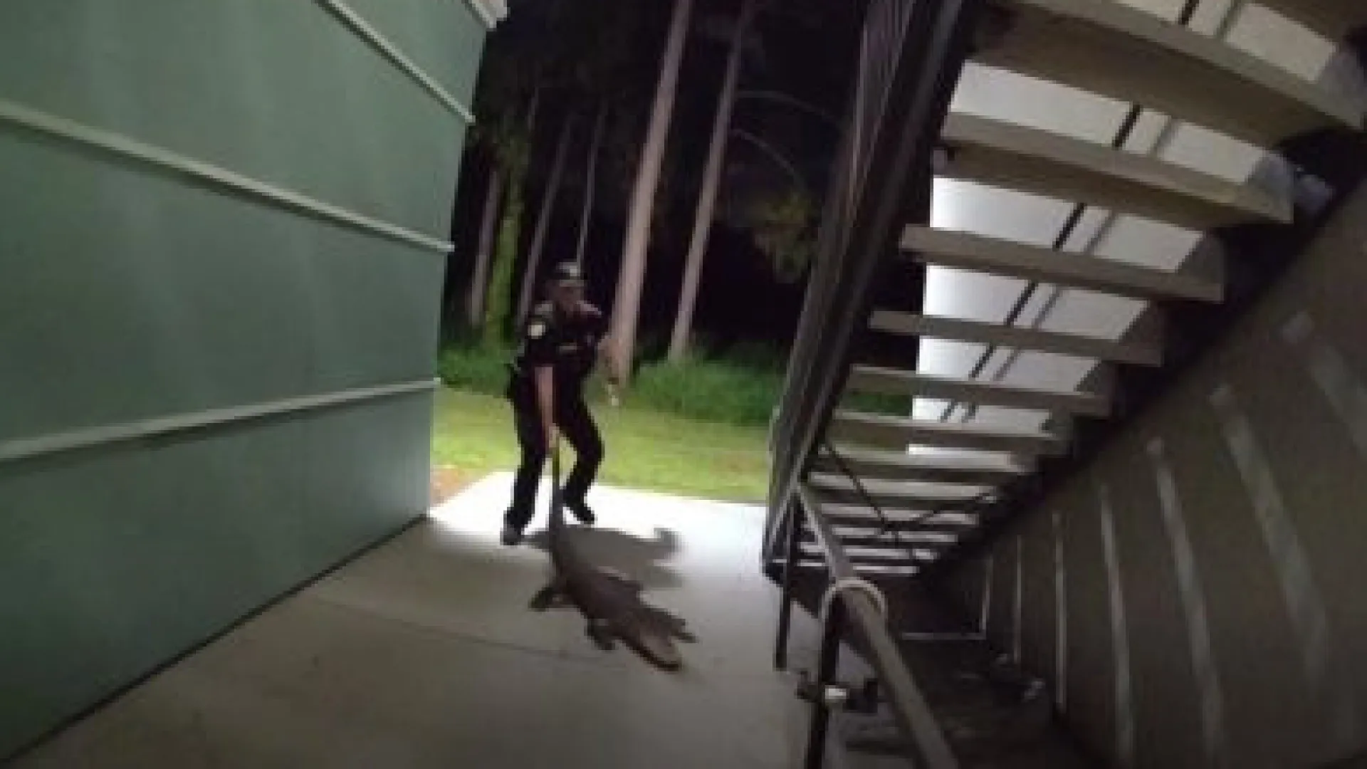 Polícia 'despeja' jacaré de complexo de apartamentos na Florida