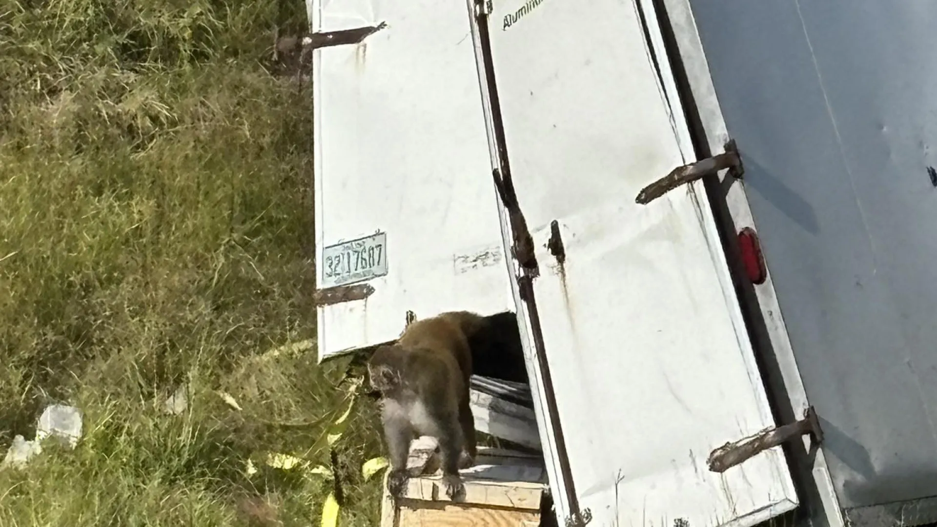 
                    Macacos à solta nos EUA após despiste de camião. Podem estar infetados
                