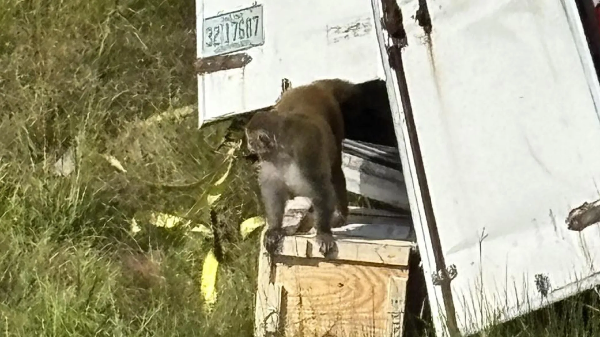 Macacos à solta nos EUA após despiste de camião. Podem estar infetados