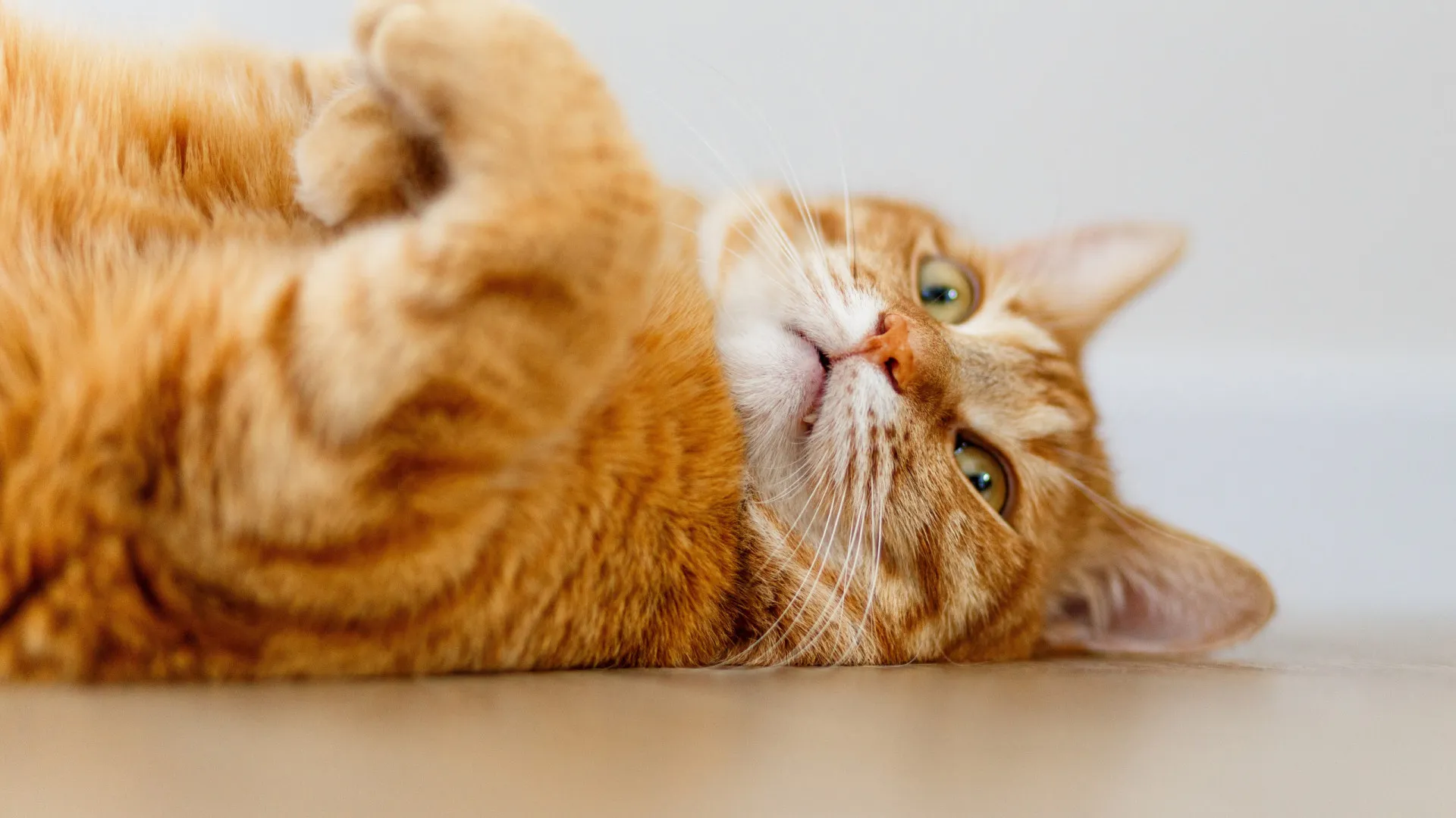 
                    Mulher paga 1.250 euros de multa após gato invadir... casa do vizinho
                