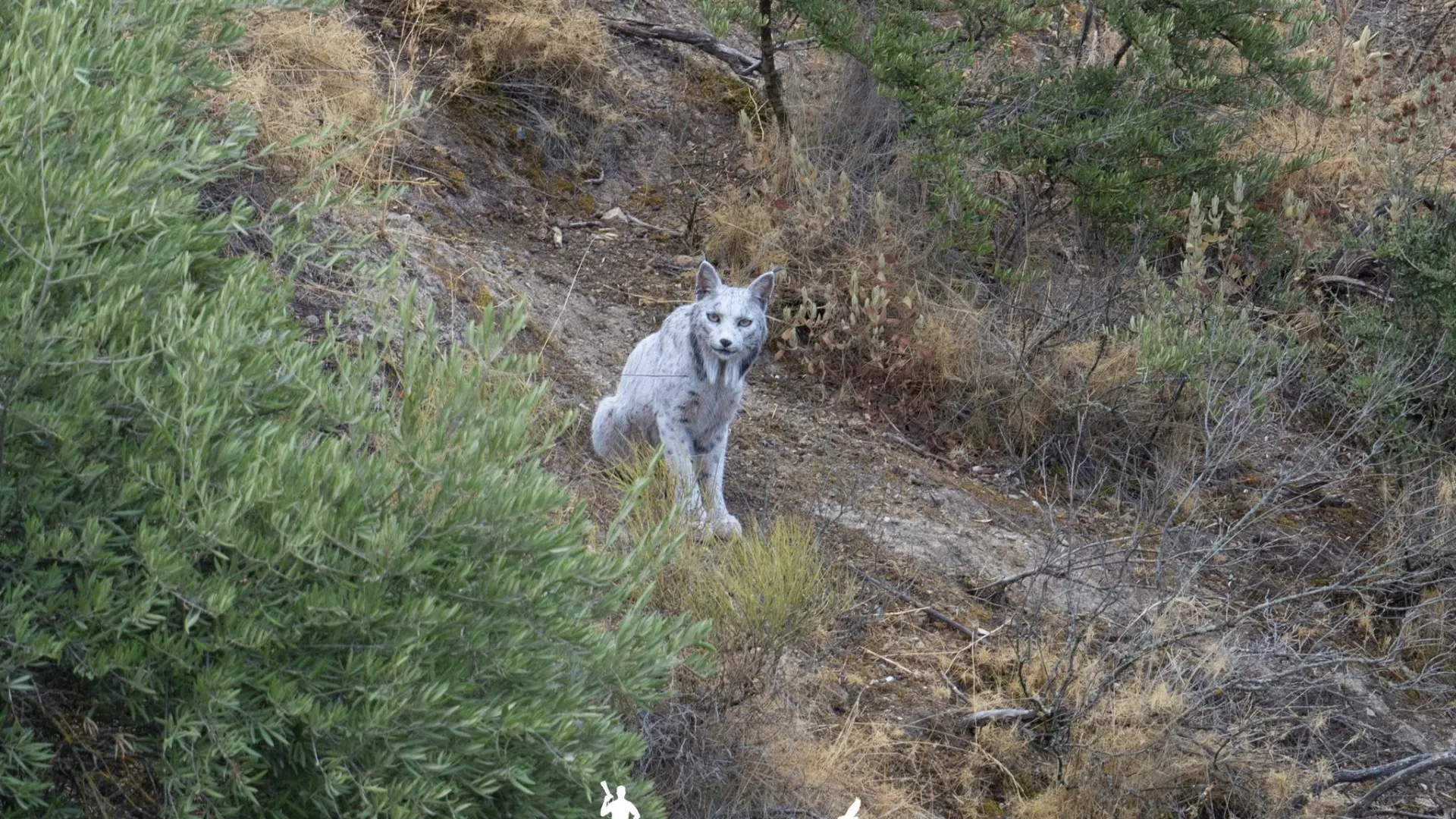 
                    Fotógrafo capta a 1.ª imagem de um lince ibérico branco: 