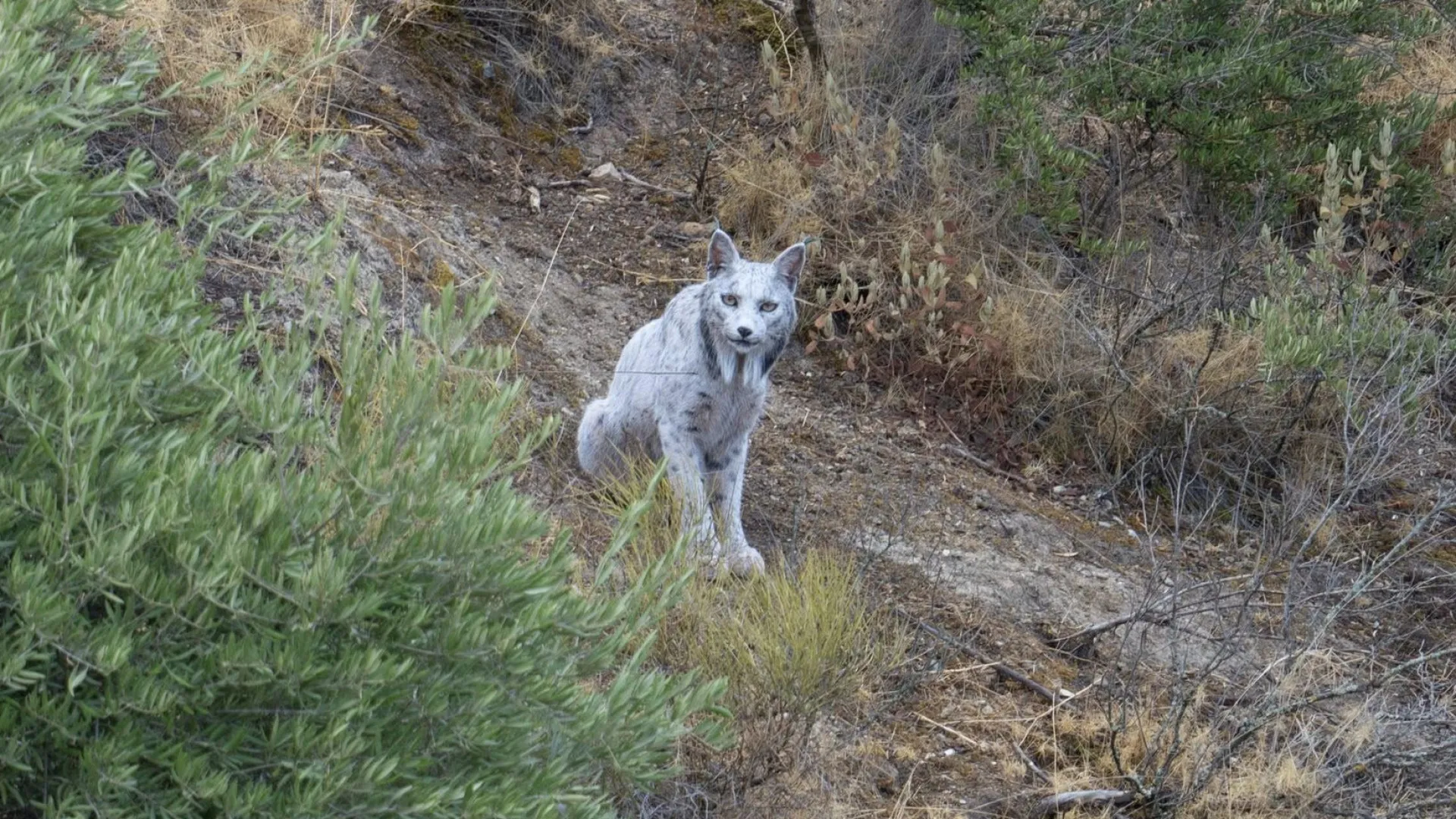 Fotógrafo capta a 1.ª imagem de um lince ibérico branco: