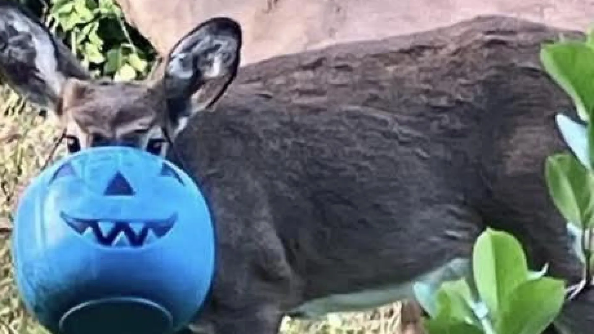 Doçura ou travessura? Veado fica preso em balde de Halloween nos EUA