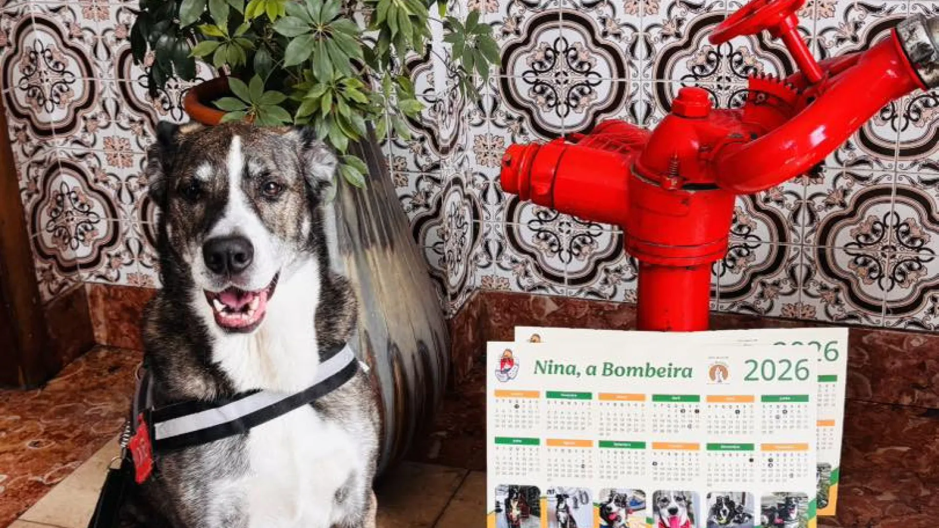 Precisa de um calendário? Veja o de Nina, mascote dos bombeiros de Viana