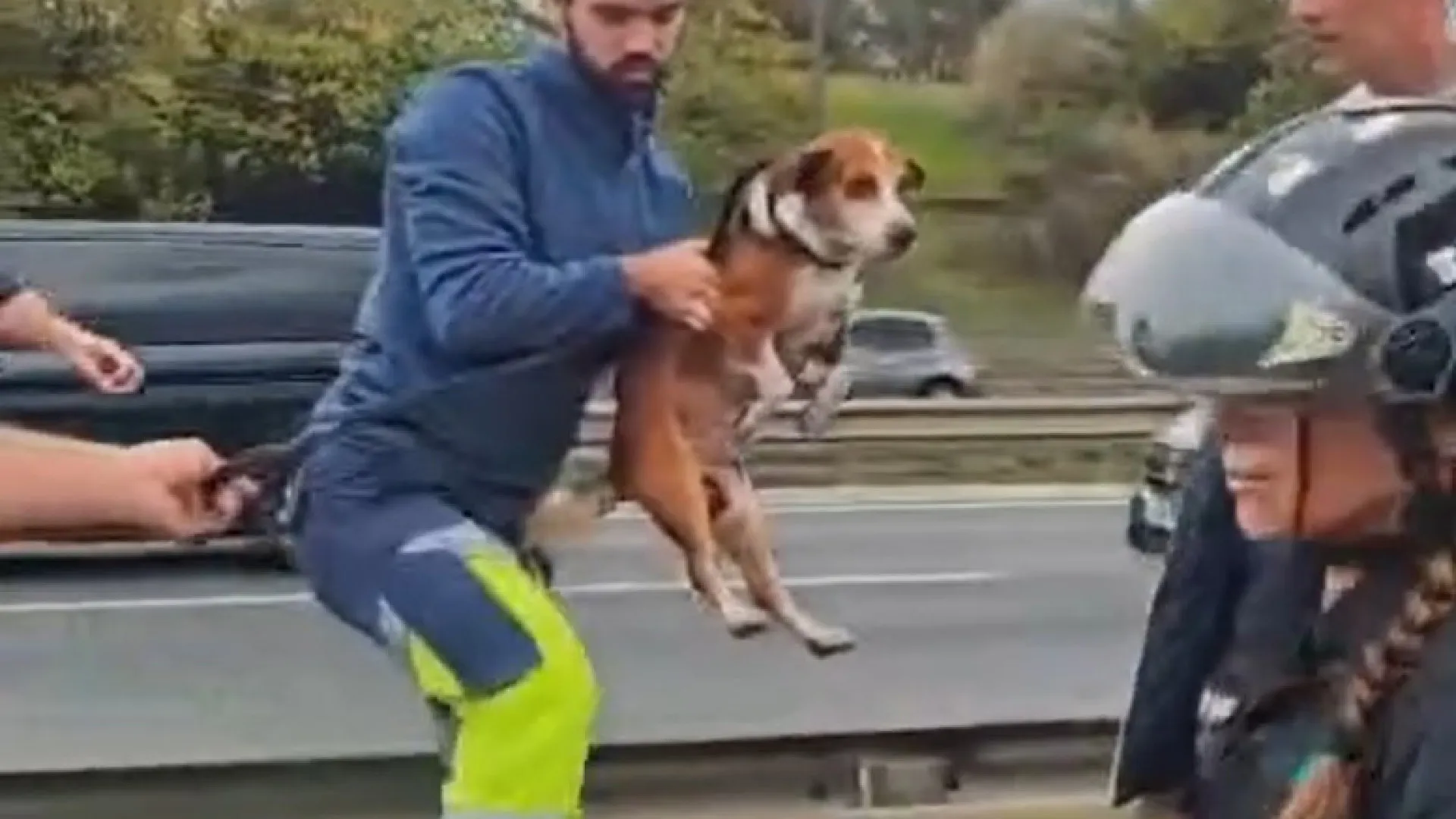 
                    IRA resgata cão na Segunda Circular em Lisboa (e deixa críticas ao IMT)
                