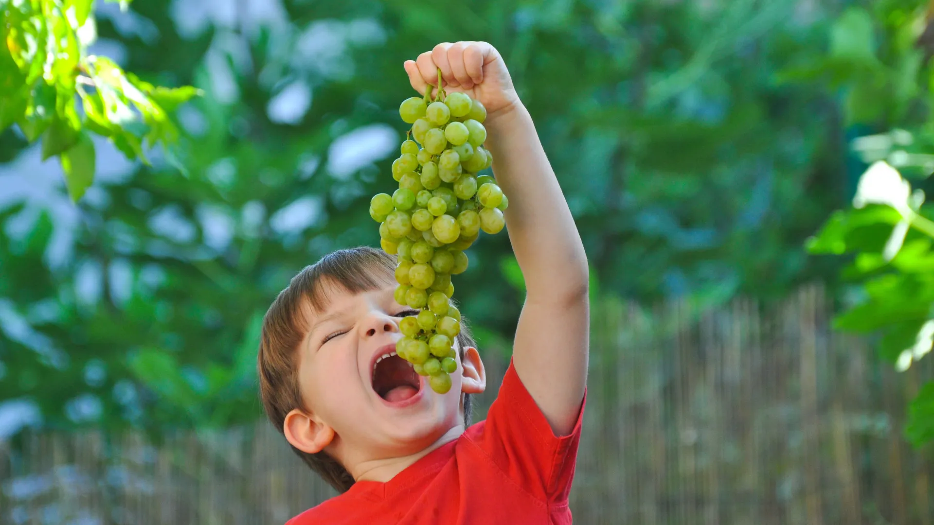 
                    Uvas com sabor a algodão doce: Uma alternativa saudável para as crianças 
                