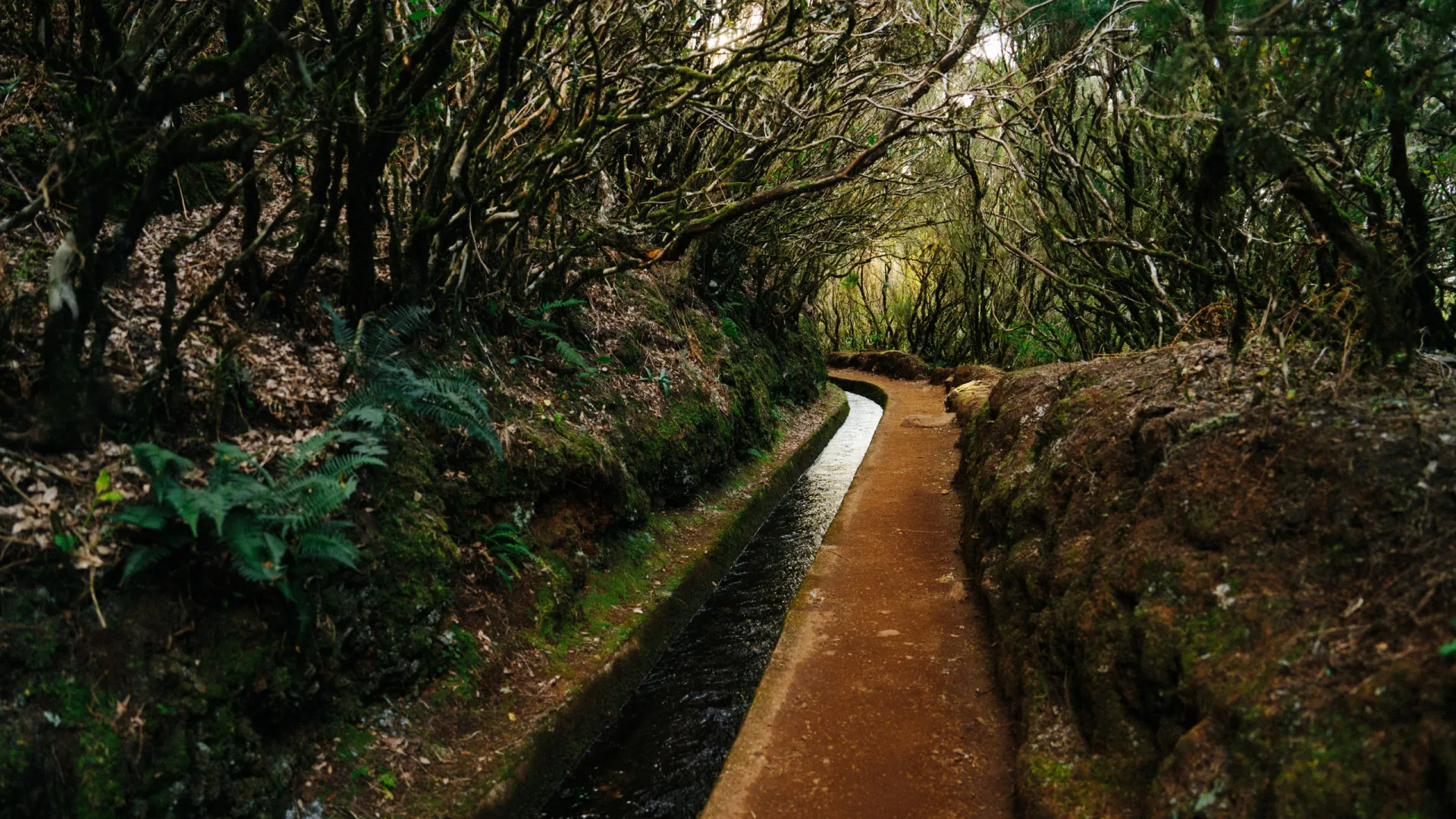 
                    Madeira: Polaco desaparecido nas serras encontrado morto no norte da ilha
                