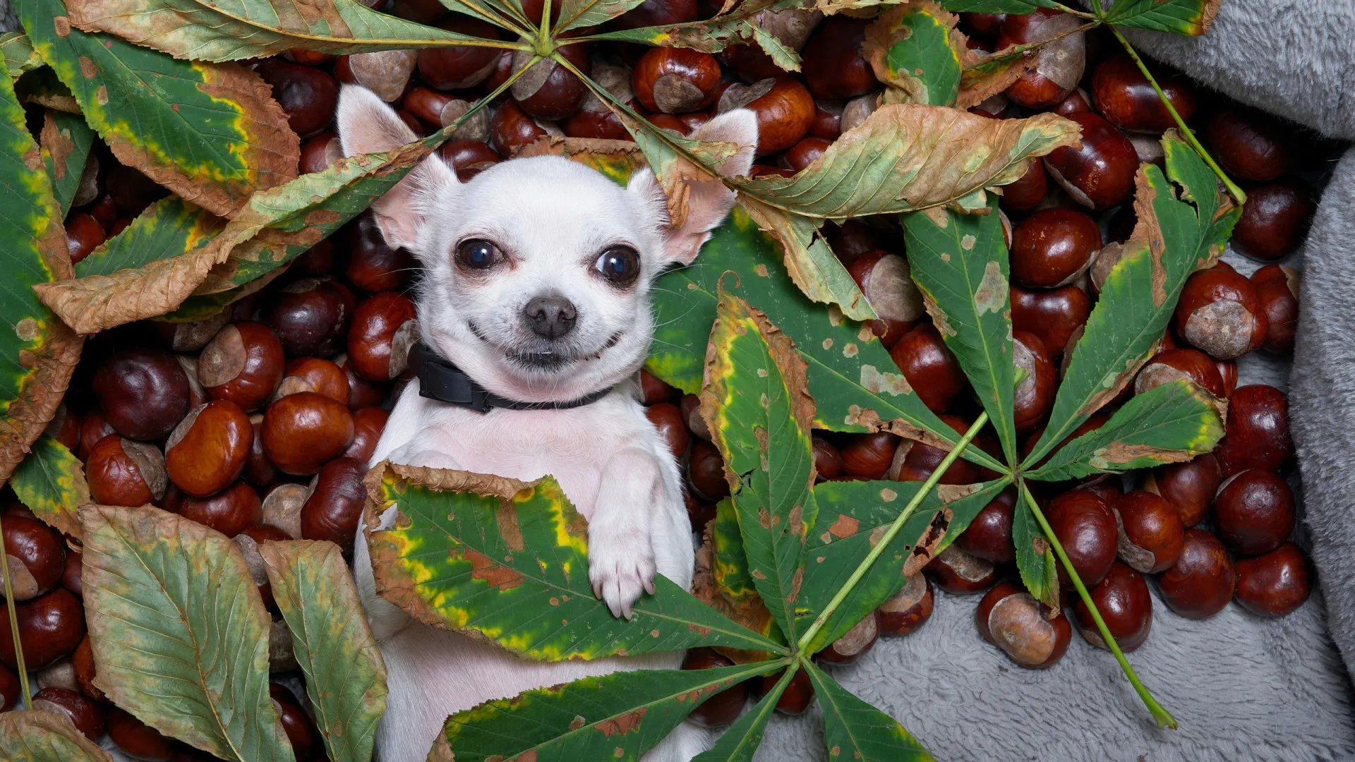 
                    Será que os cães podem comer castanhas assadas?
                