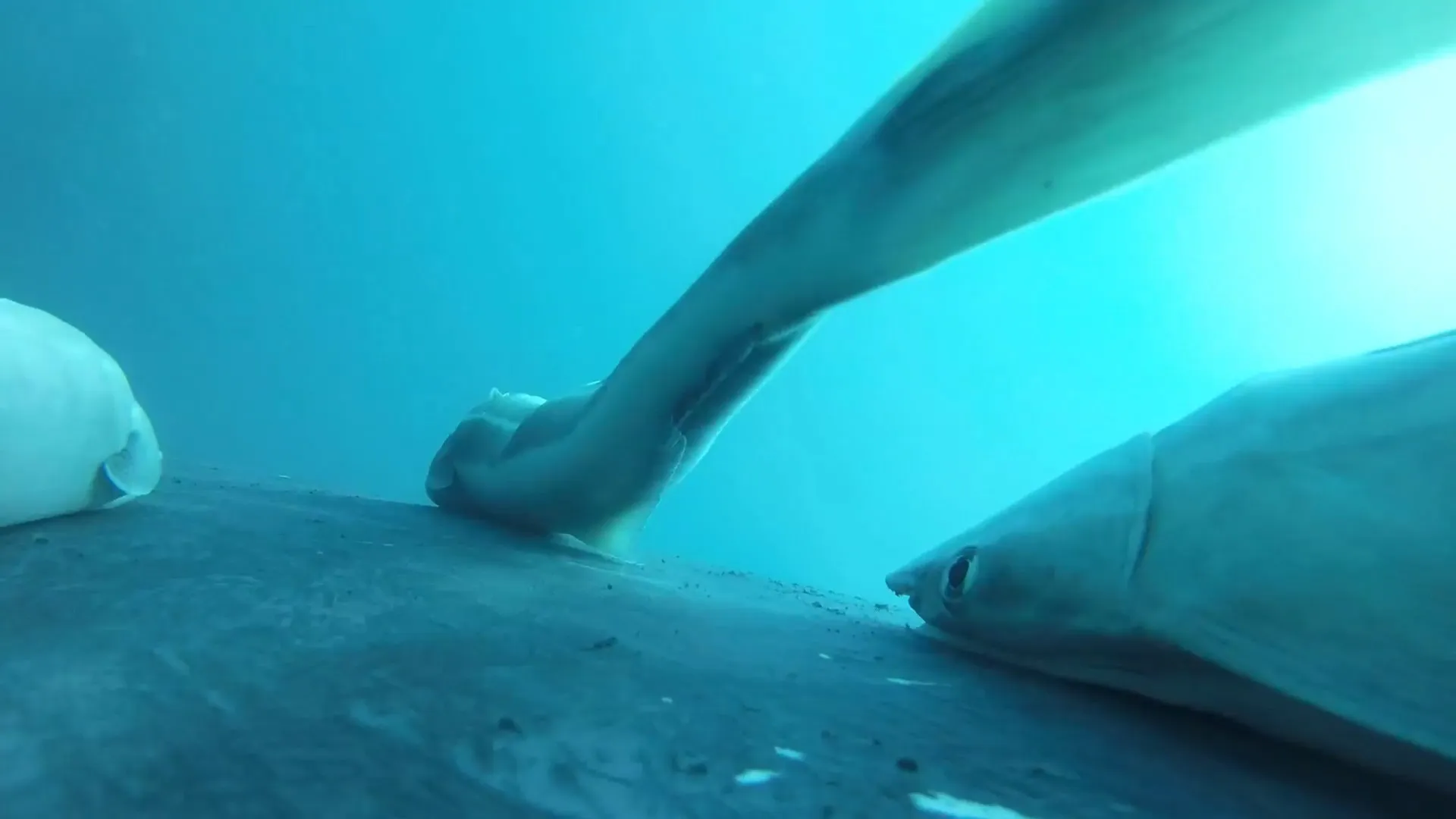 
                    Rémoras captadas a 'surfar' em baleias na Austrália. Veja as imagens
                