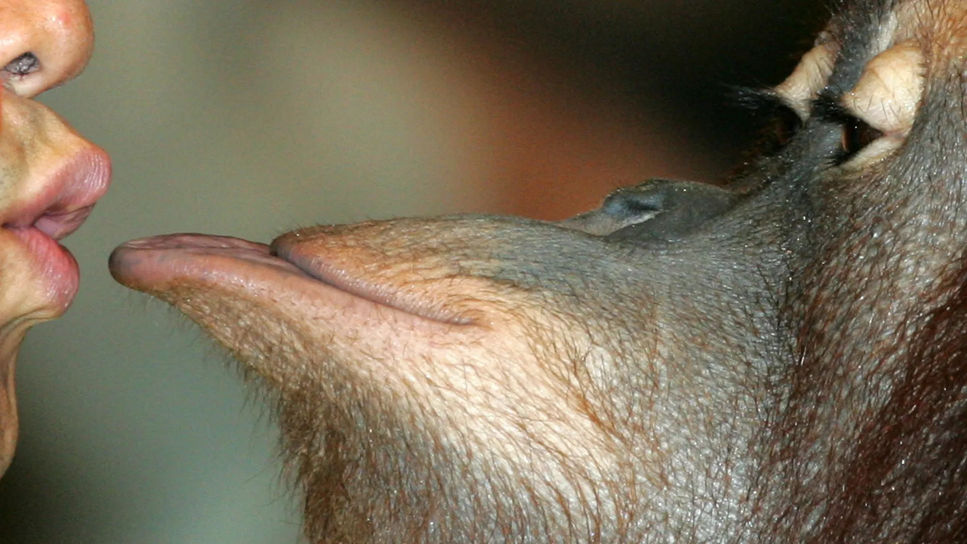 
                    Primatas beijaram-se pela primeira vez há cerca de 20 milhões de anos
                