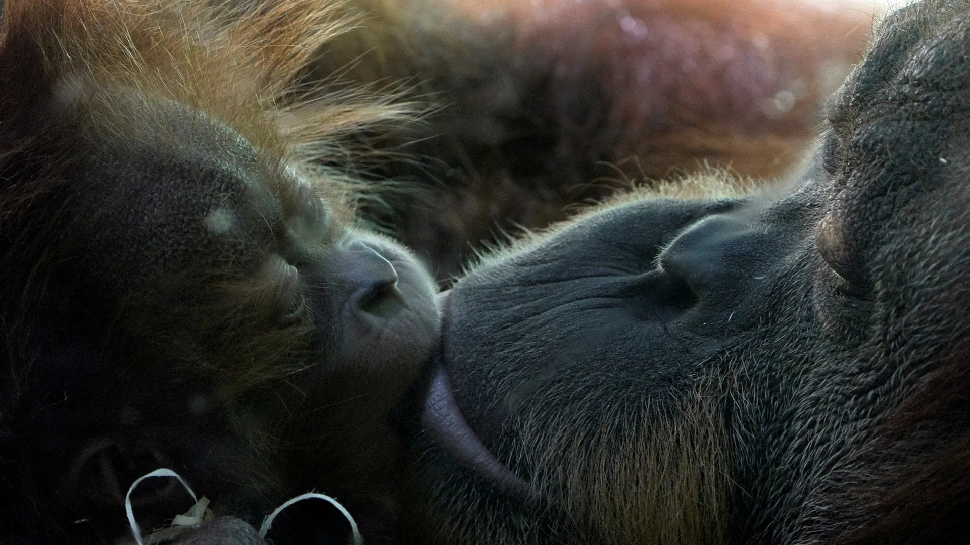 
                    Comportamento homossexual nos primatas é ancestral
                