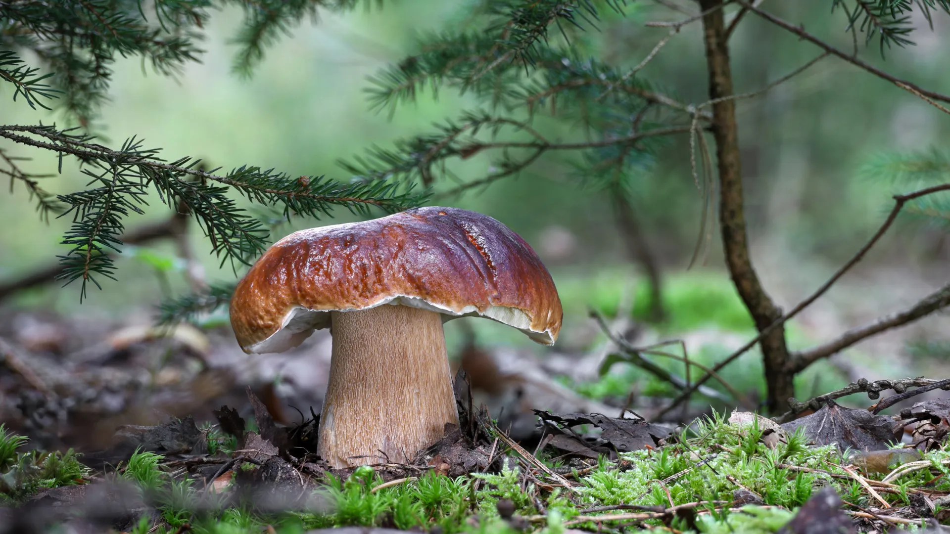 
                    Cogumelo geneticamente modificado mais sustentável e com sabor a carne
                