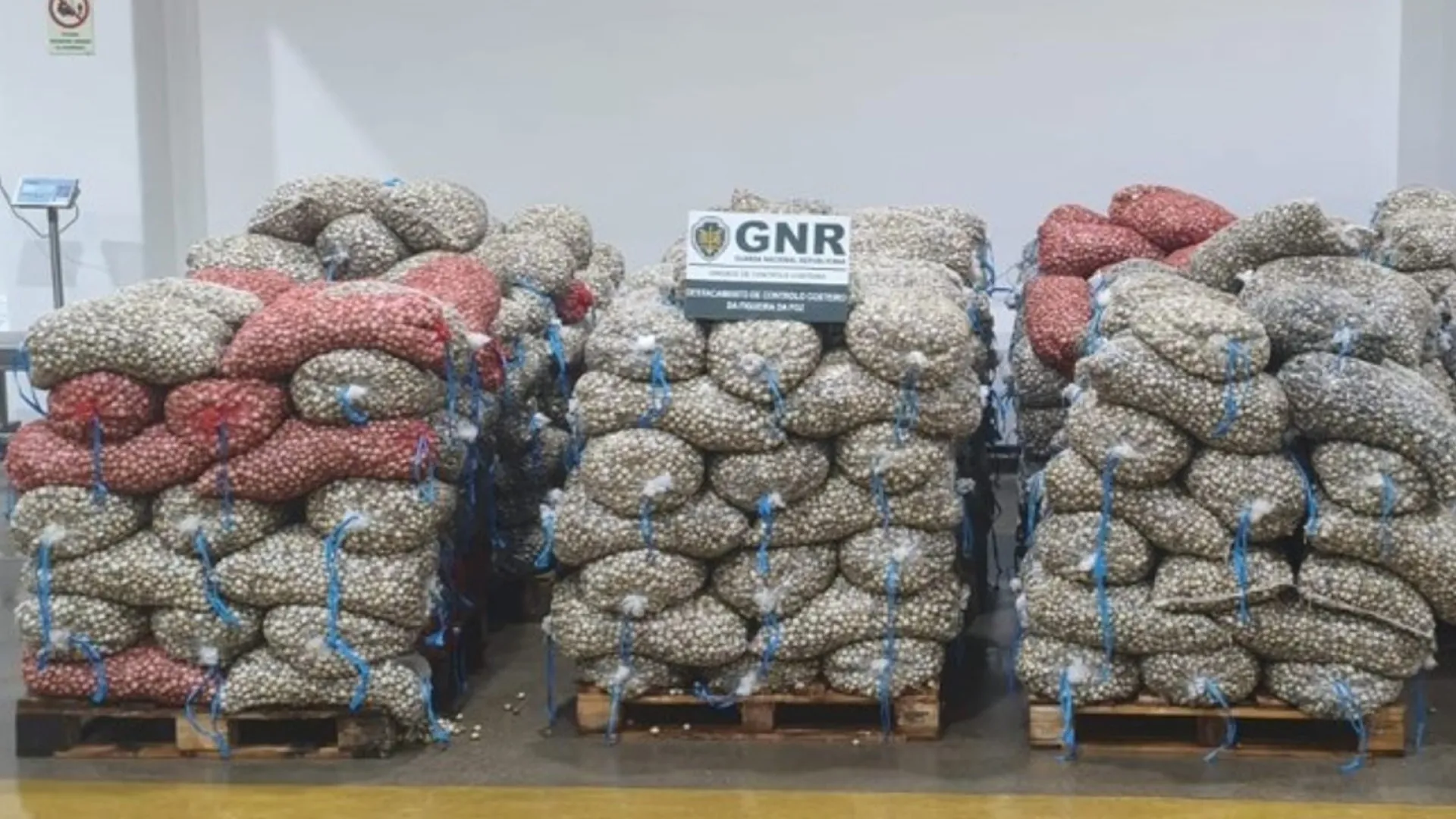 
                    Estarreja: Dez toneladas de berbigão imaturo apreendidas. Valem 50 mil €
                