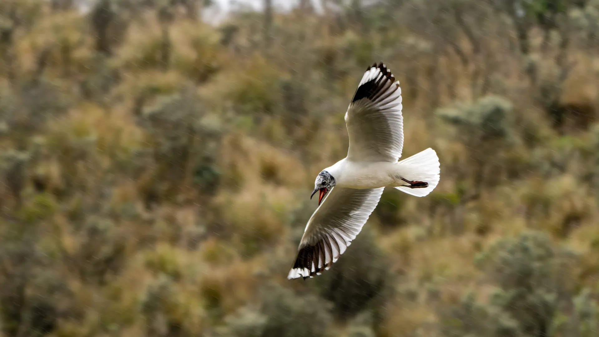 
                    Humanos alteram diversidade de aves nas florestas tropicais do Equador
                