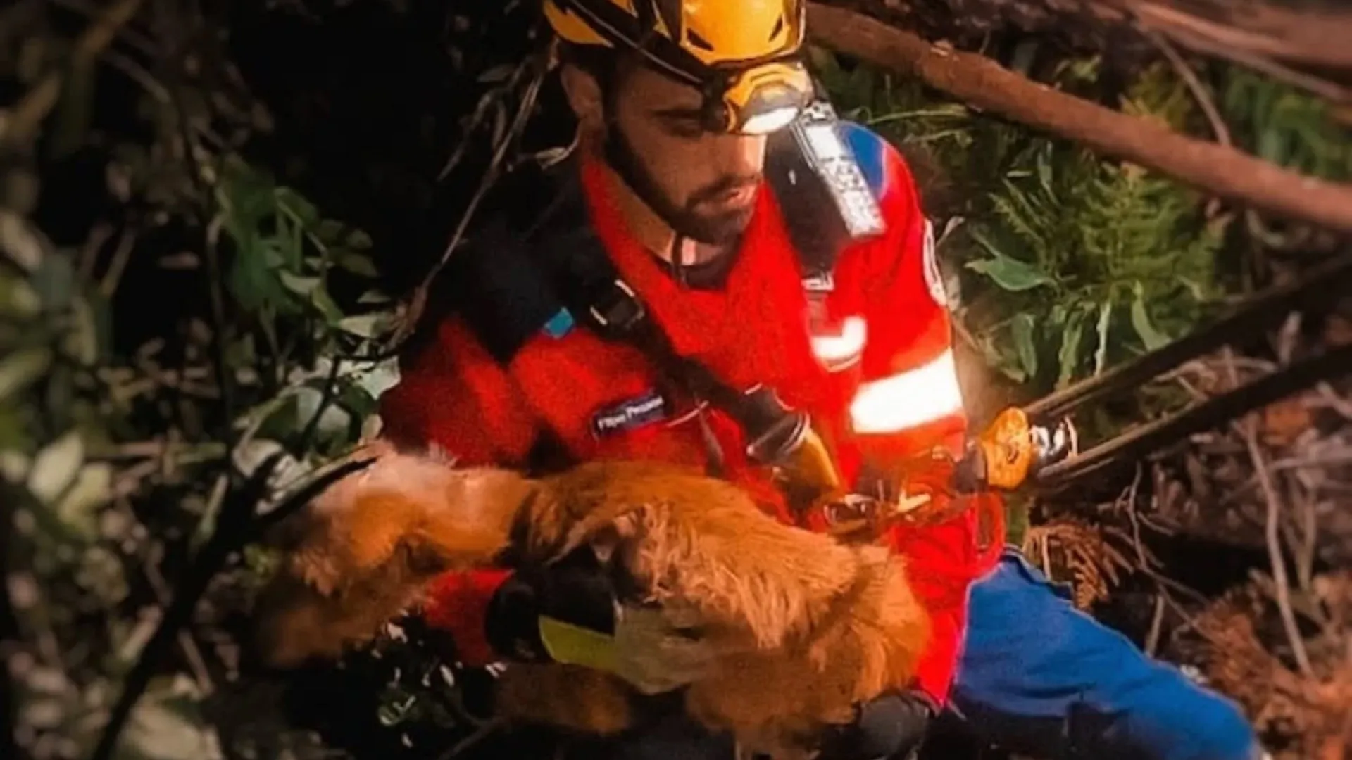 
                    Bombeiros resgatam cão que caiu em 