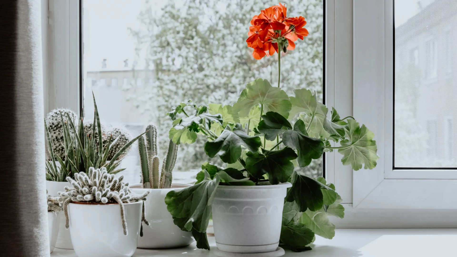 
                    Esta planta perfumada é ideal para pôr a sala a cheirar bem no inverno
                