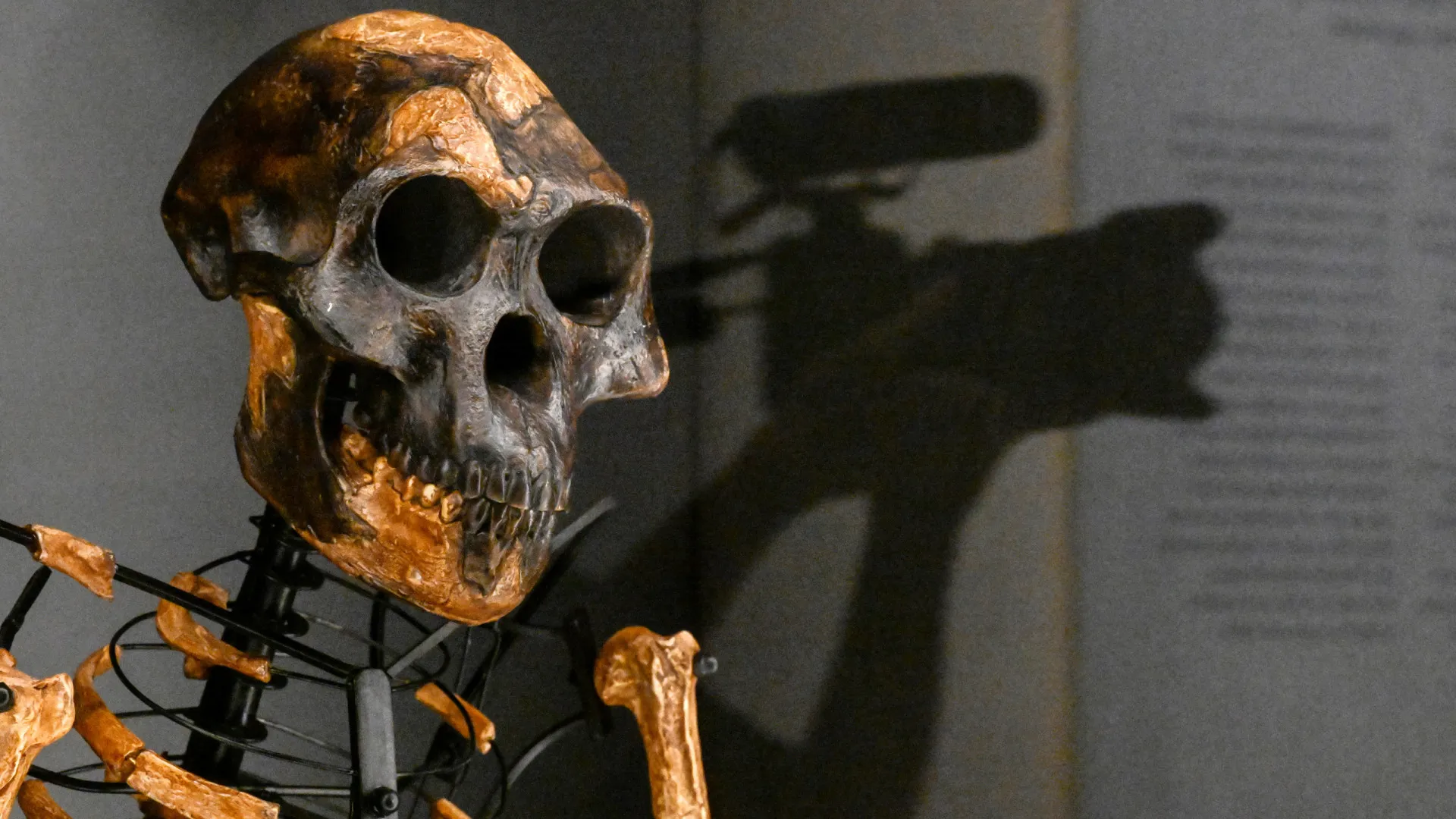 
                    'Lucy' coexistiu com outra espécie de Australopithecus mais primitiva
                