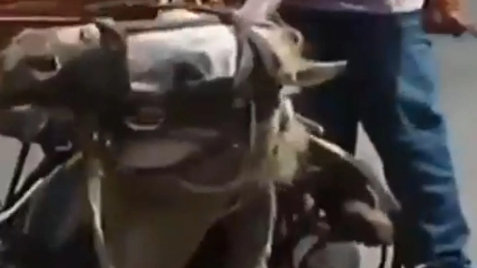 
                    É falso que vídeo de André Ventura mostre ciganos a maltratar um cavalo
                