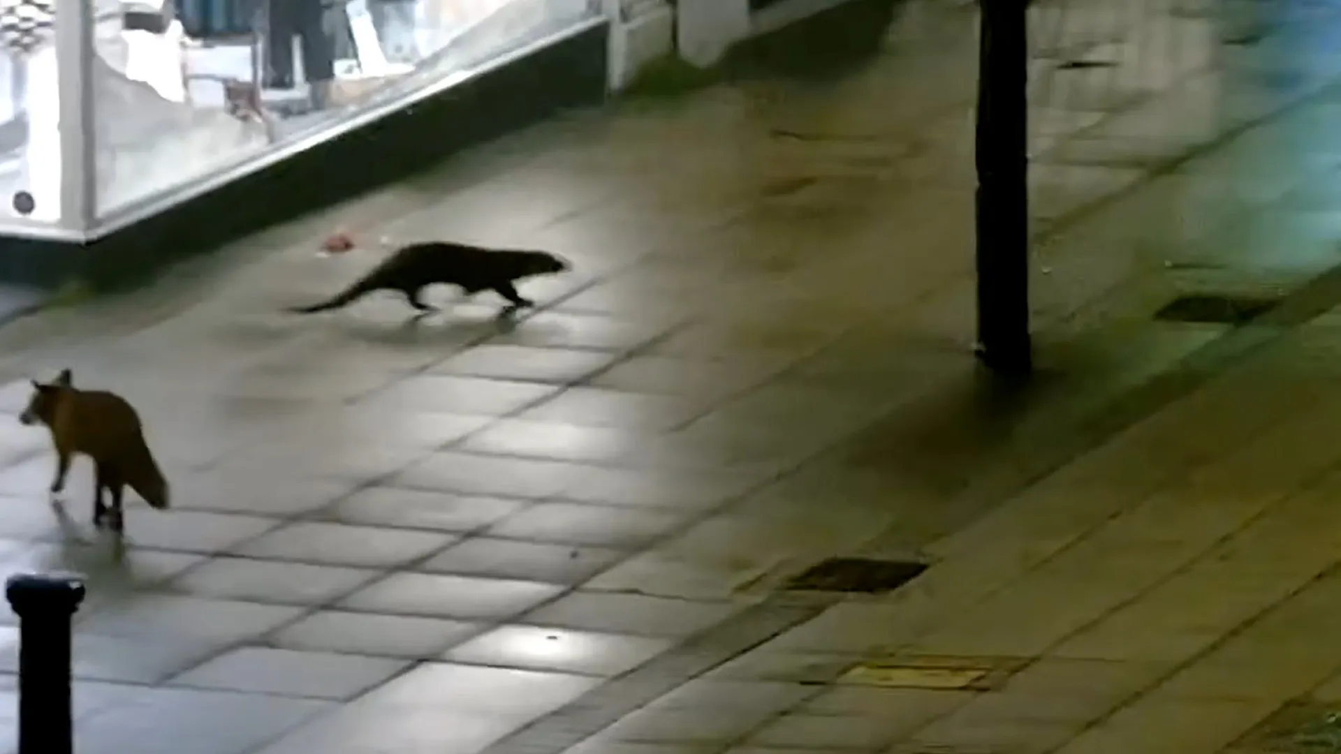 
                    Lontra e raposa passeiam juntas pelas ruas de Inglaterra. Veja o momento
                