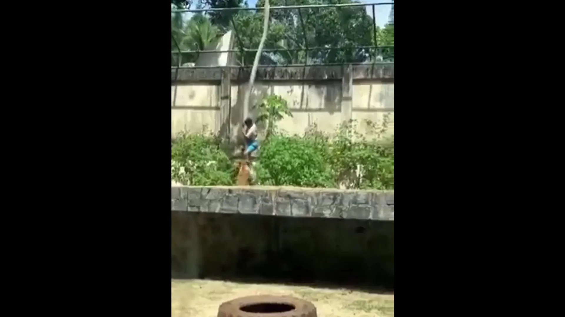 
                    Jovem morto por leoa em zoo no Brasil. Invadiu a jaula do animal
                