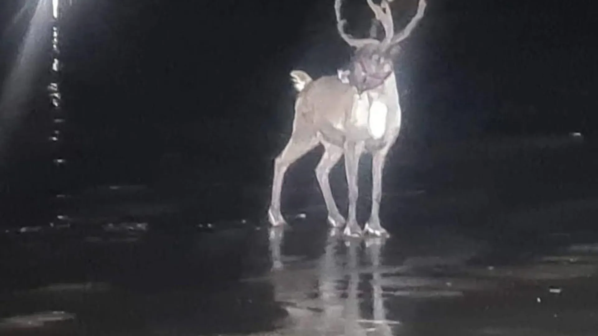 
                    Rena foge de evento natalício em Inglaterra (e resgate foi 