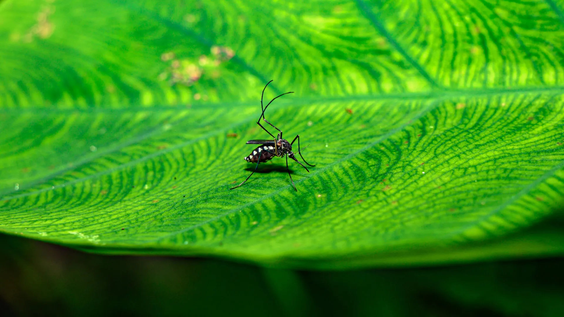 
                    Surtos e picadas de mosquitos matam 33 pessoas em Cuba (21 são crianças)
                