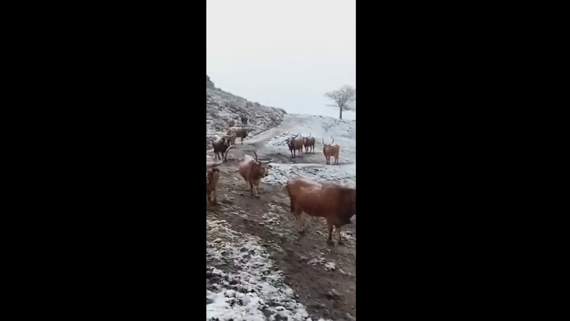 
                    Neve 'pinta' de branco várias zonas do Norte do país. Eis as imagens
                