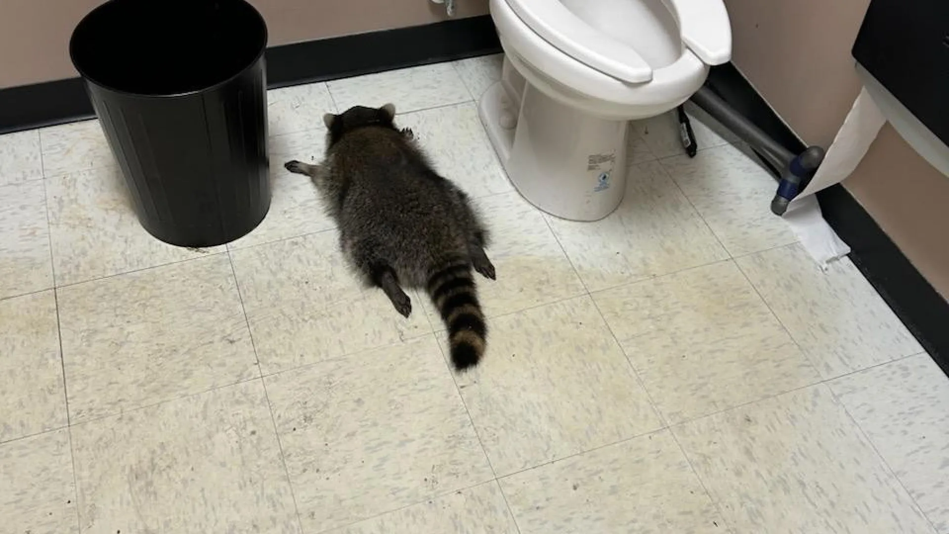 
                    Guaxinim alcoolizado é encontrado inconsciente em WC de loja de licores
                