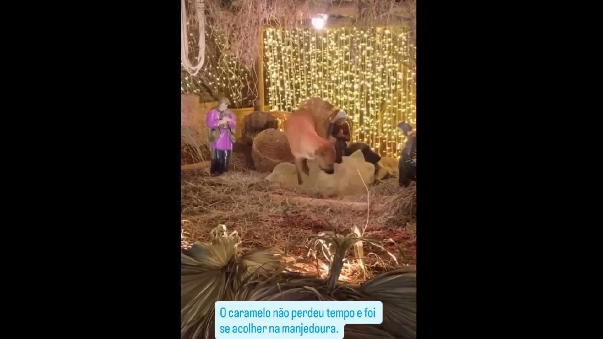 
                    'Cãotólicos'? Patudos invadem presépio em Minas Gerais (e há imagens)
                