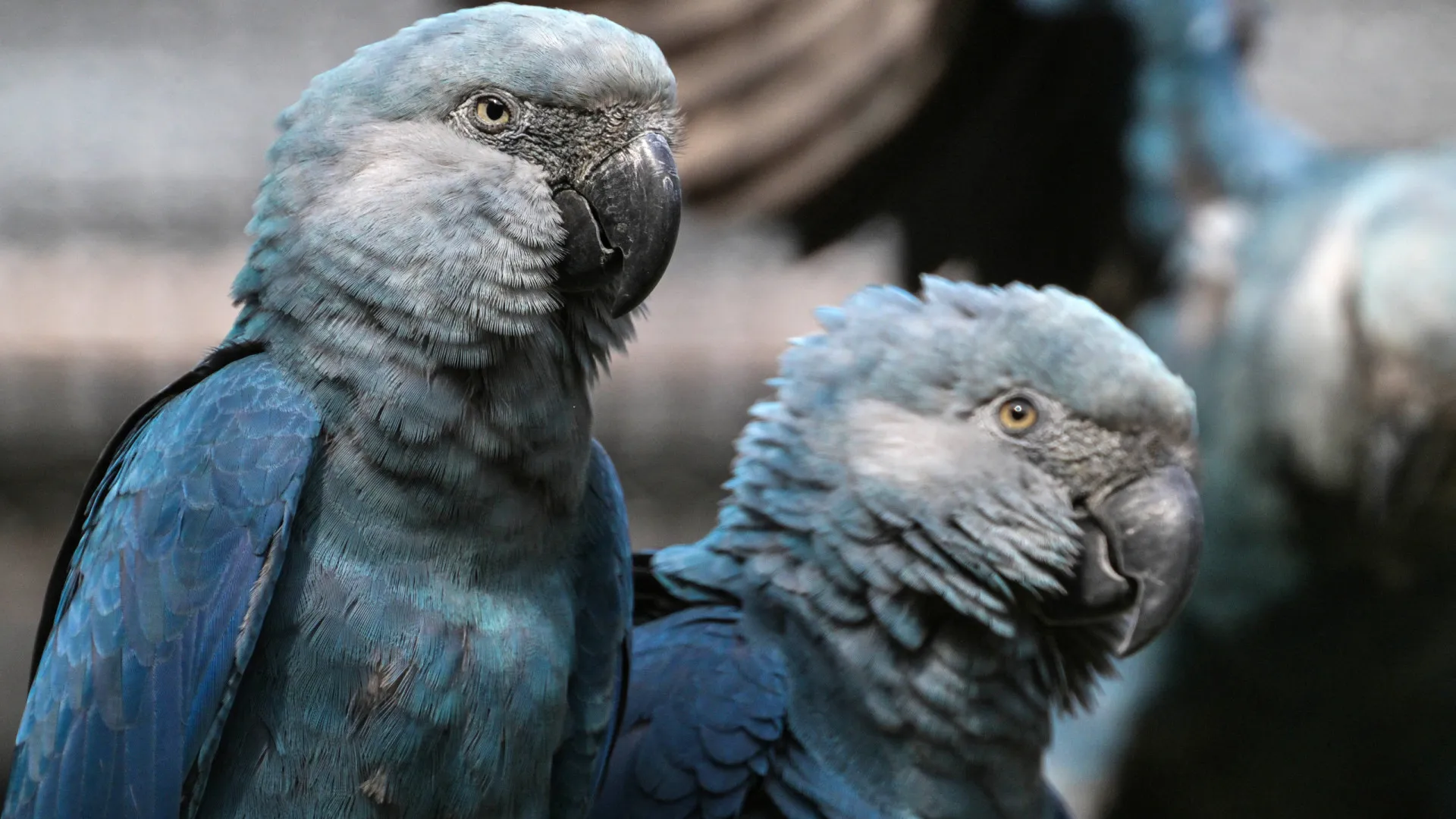 
                    Polícia brasileira investiga doença numa das aves mais raras do mundo
                