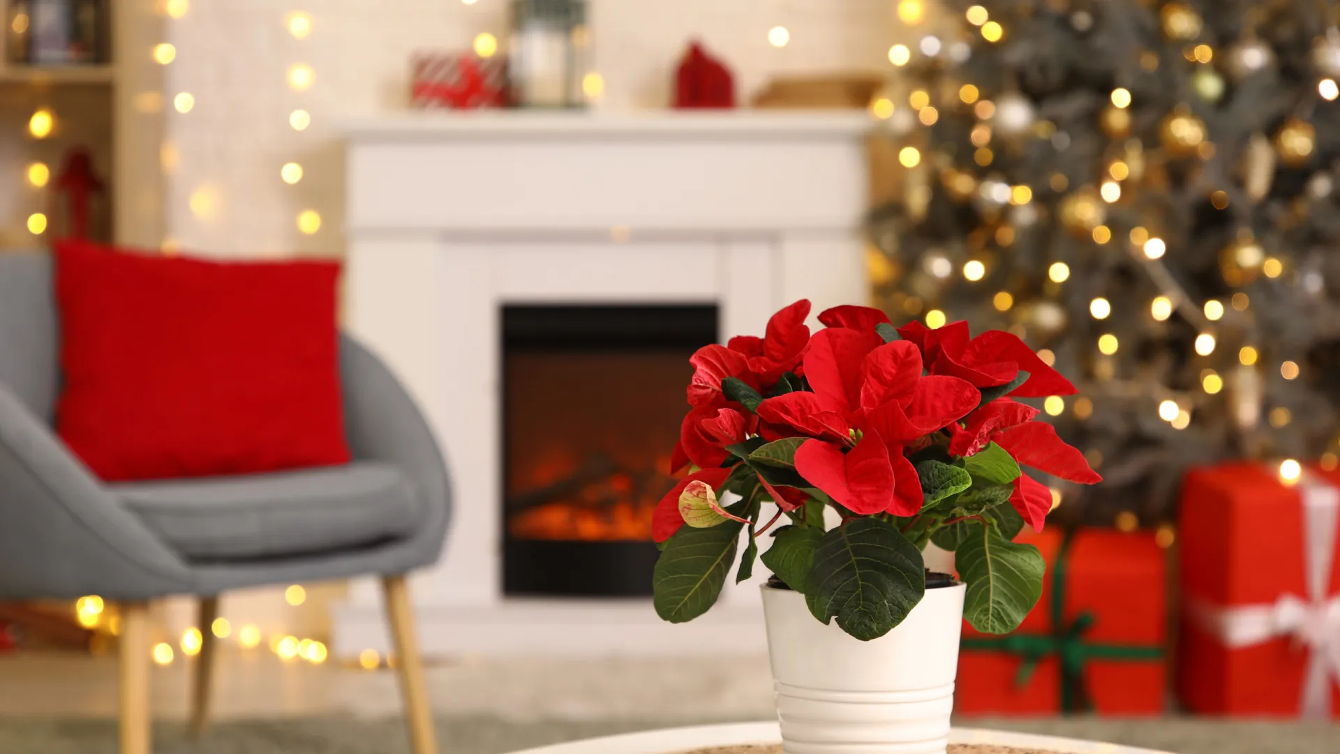 
                    Flor de Natal. Aprenda a cuidar dela corretamente (pode durar anos)
                