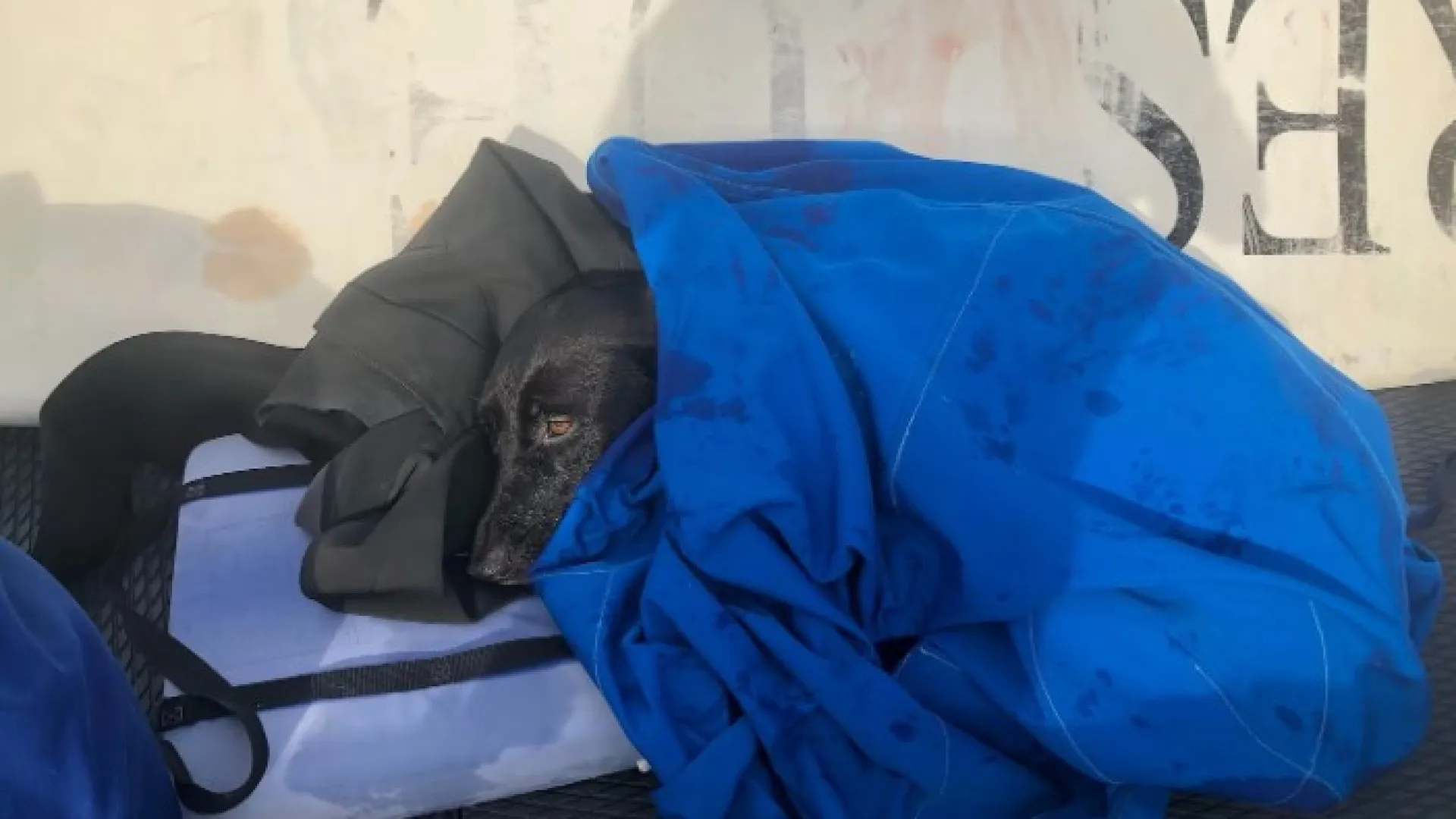 
                    Cadela foge e acaba levada por corrente de água. AirTag ajudou no resgate
                