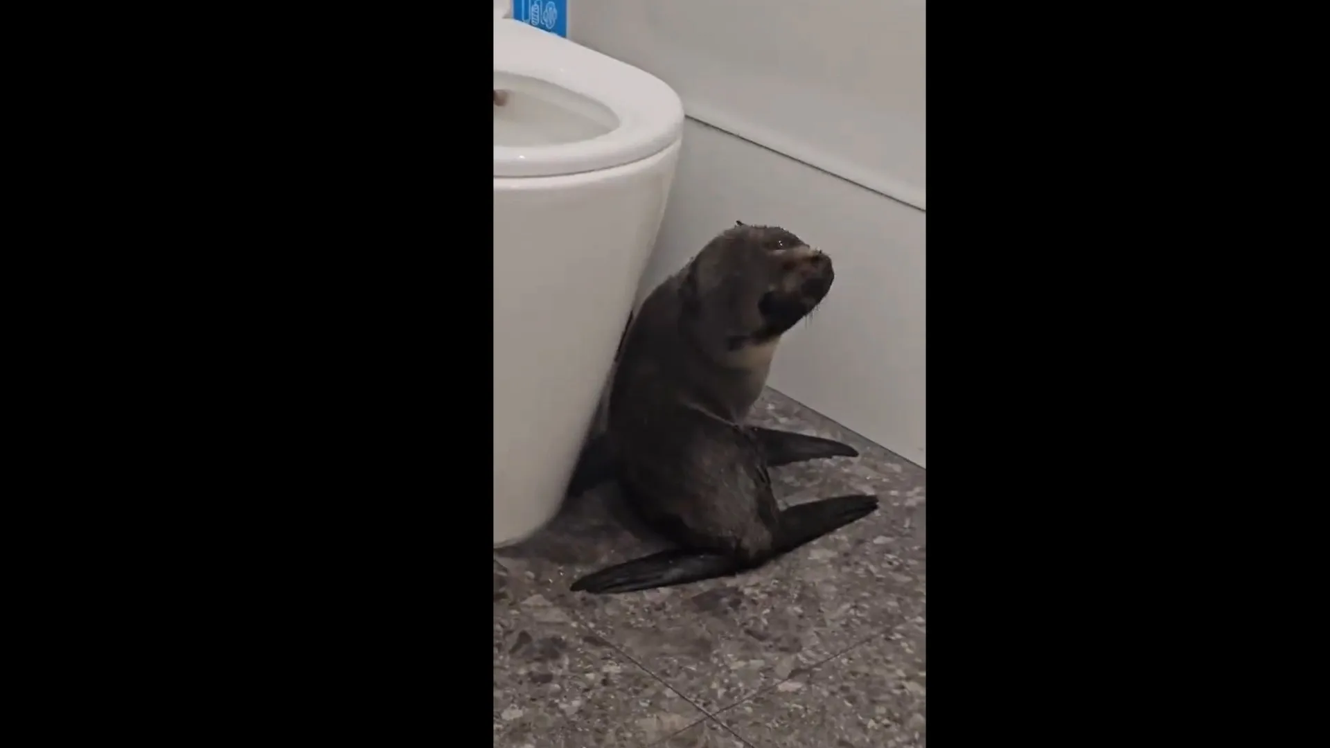 
                    Foca bebé 'invade' bar na Nova Zelândia. Veja as imagens
                