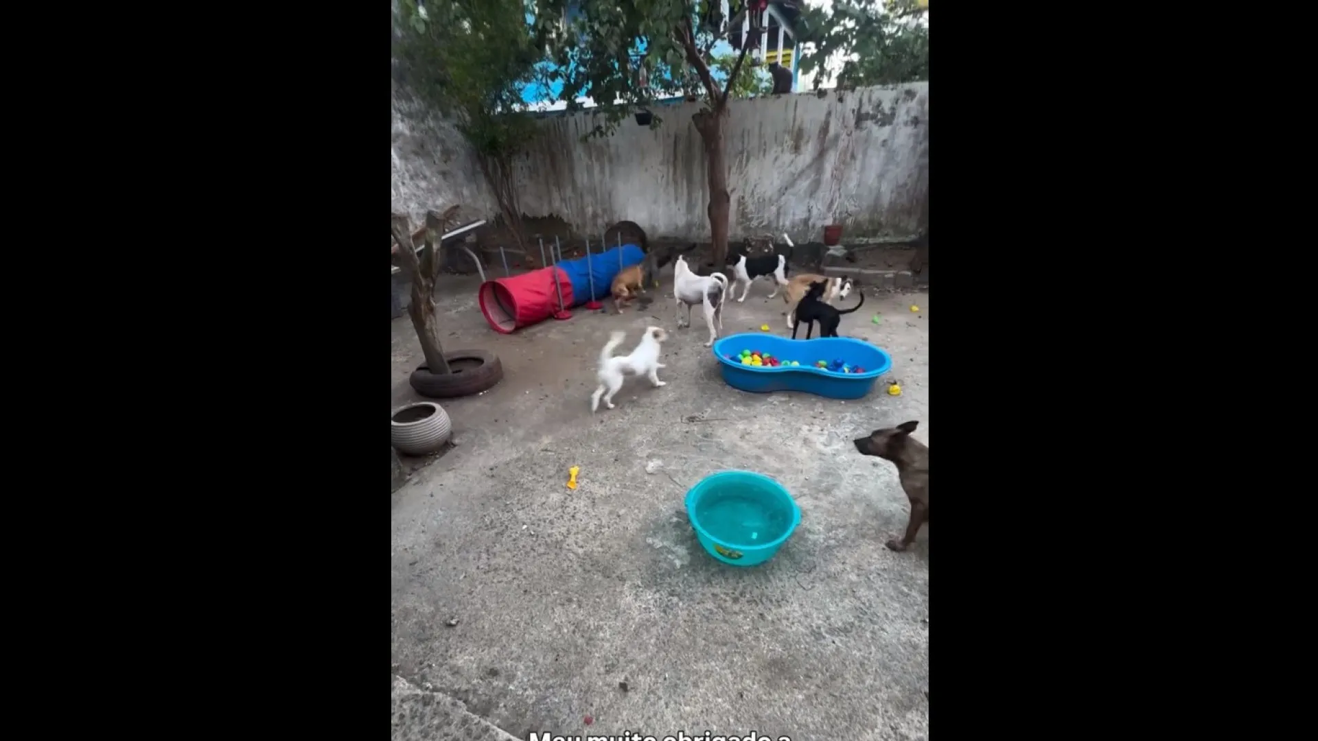 
                    Brasil: Jovem arrenda casa para abrigar animais. Já resgatou mais de 200
                