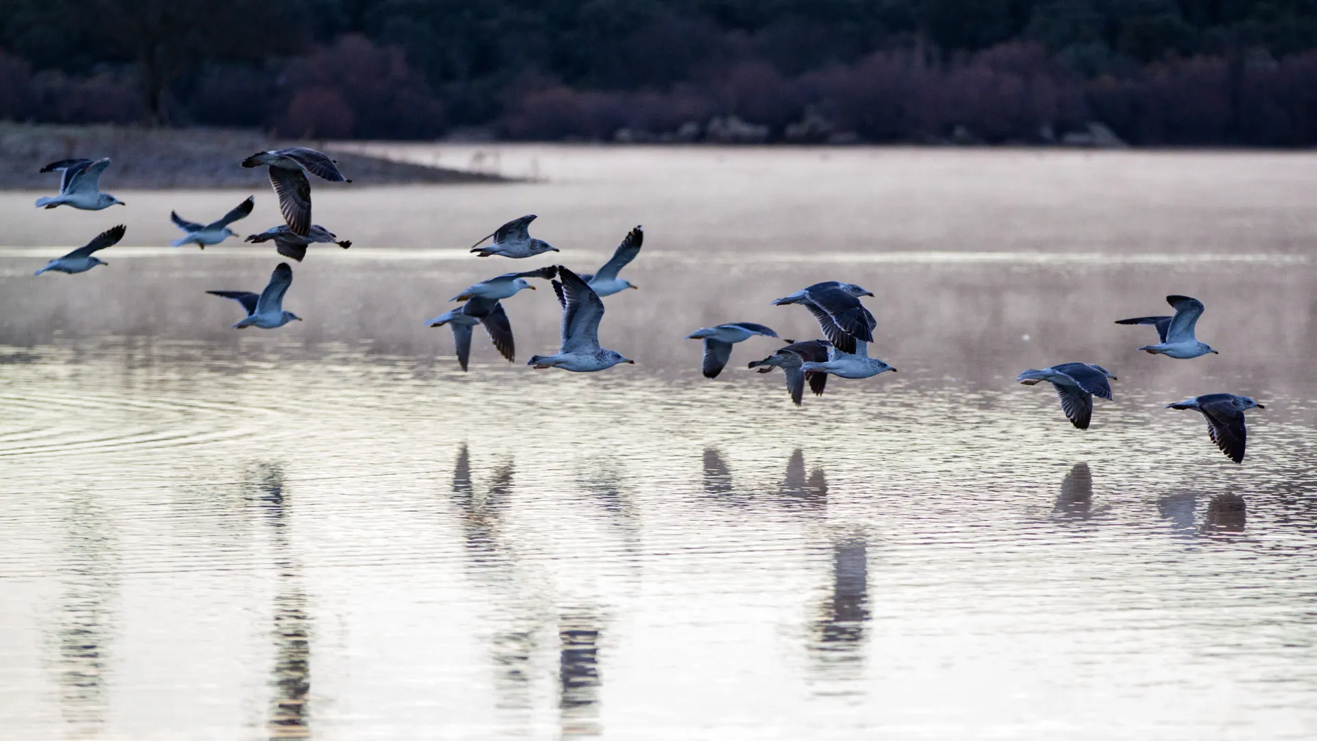 
                    Centenas de cegonhas mortas com gripe das aves nos arredores de Madrid
                