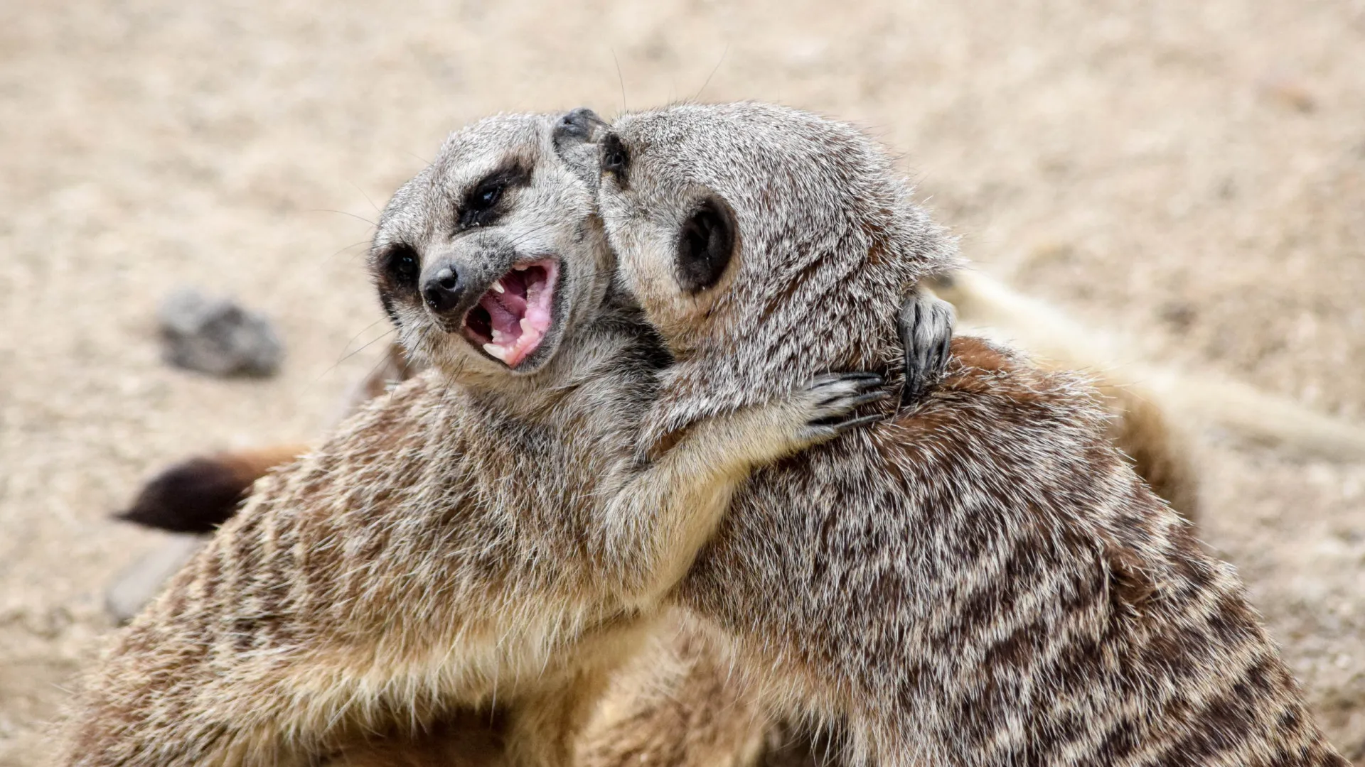 
                    Monogamia reprodutiva: Humanos aproximam-se dos suricatas e castores
                