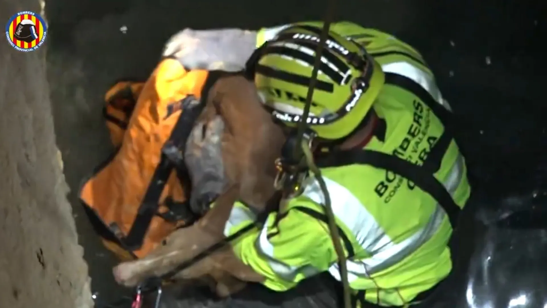 
                    Cão resgatado após cair em poço de 18 metros em Valência. Eis o vídeo
                
